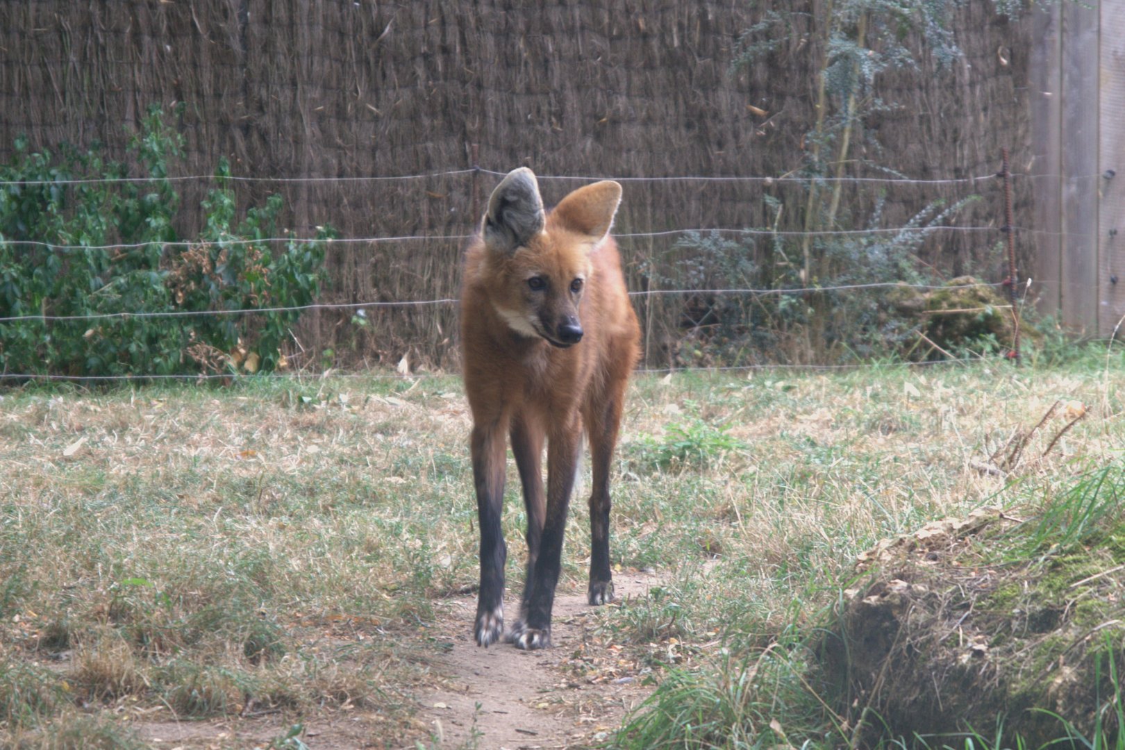 Maned Wolf (Chrysocyon brachyurus), 27-08-25