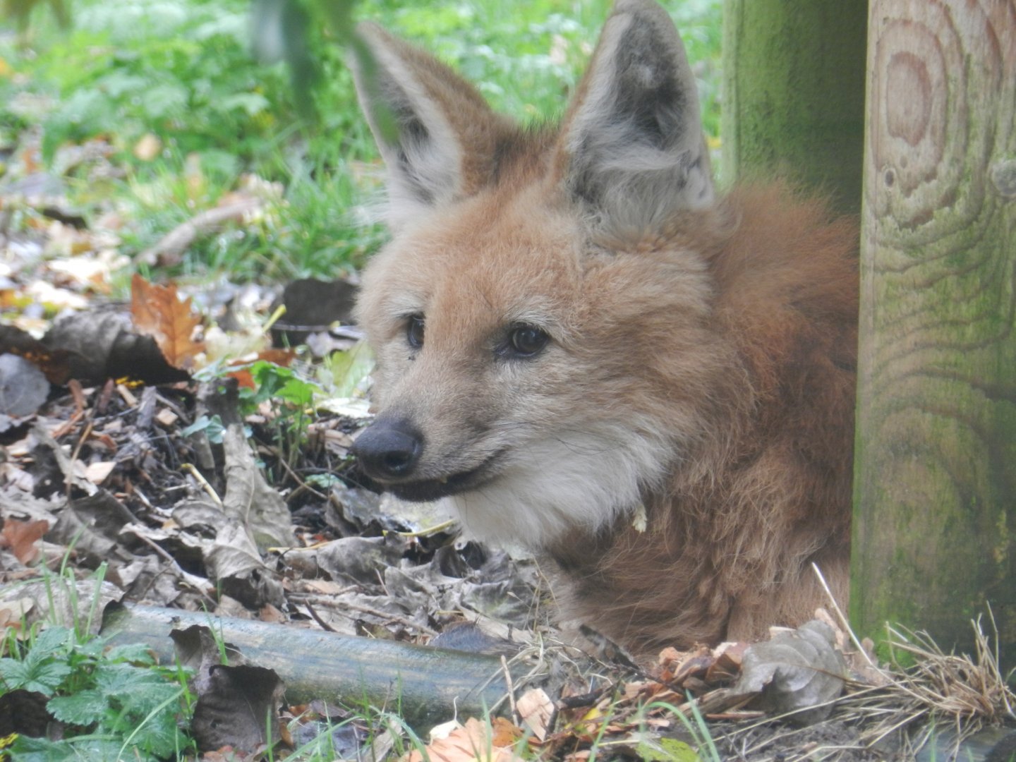 Maned Wolf (Chrysocyon brachyurus) at Banham Zoo, England