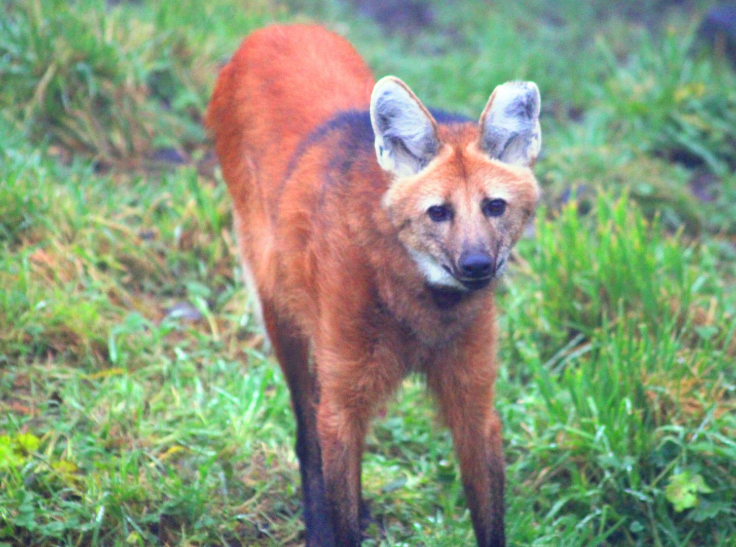 Maned wolf (Chrysocyon brachyurus) at Belfast Zoo (25/11/2019)