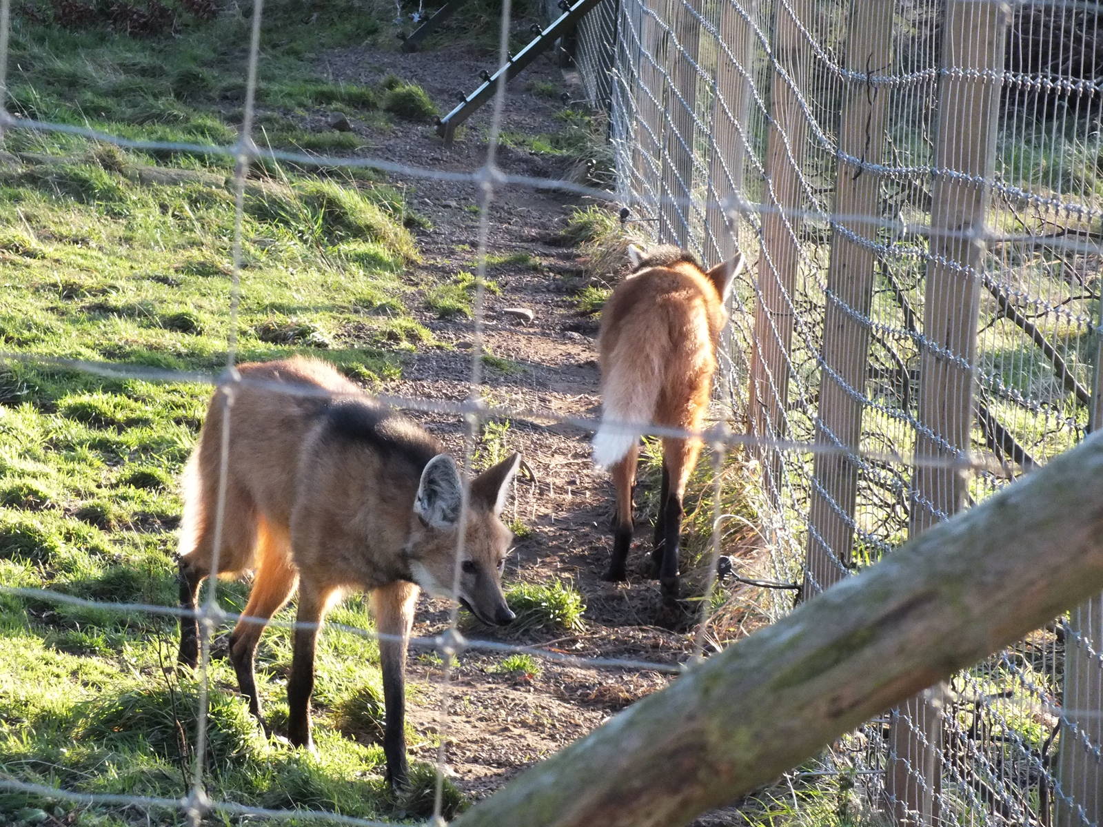 Maned Wolf (Chrysocyon brachyurus) at Edinburgh Zoo - 9th January 2012