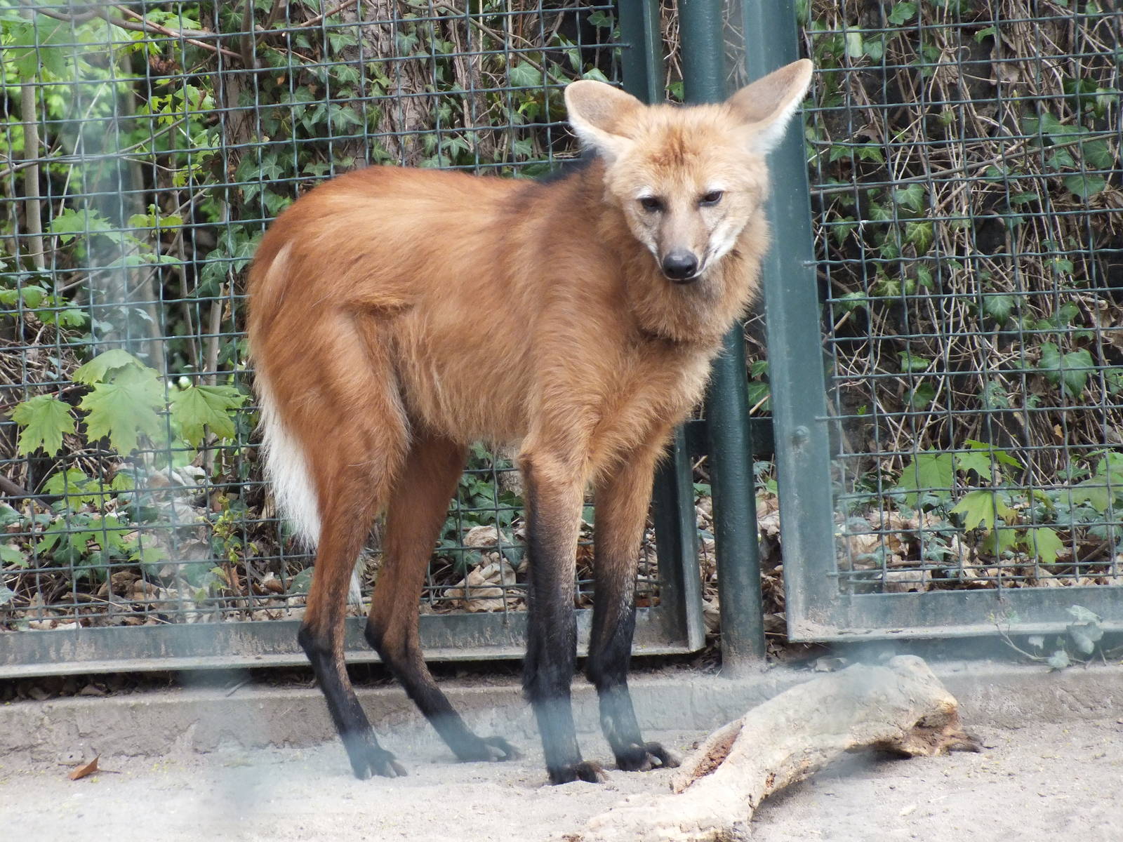 Maned Wolf (Chrysocyon brachyurus) at Zoo Leipzig - April 7th 2014