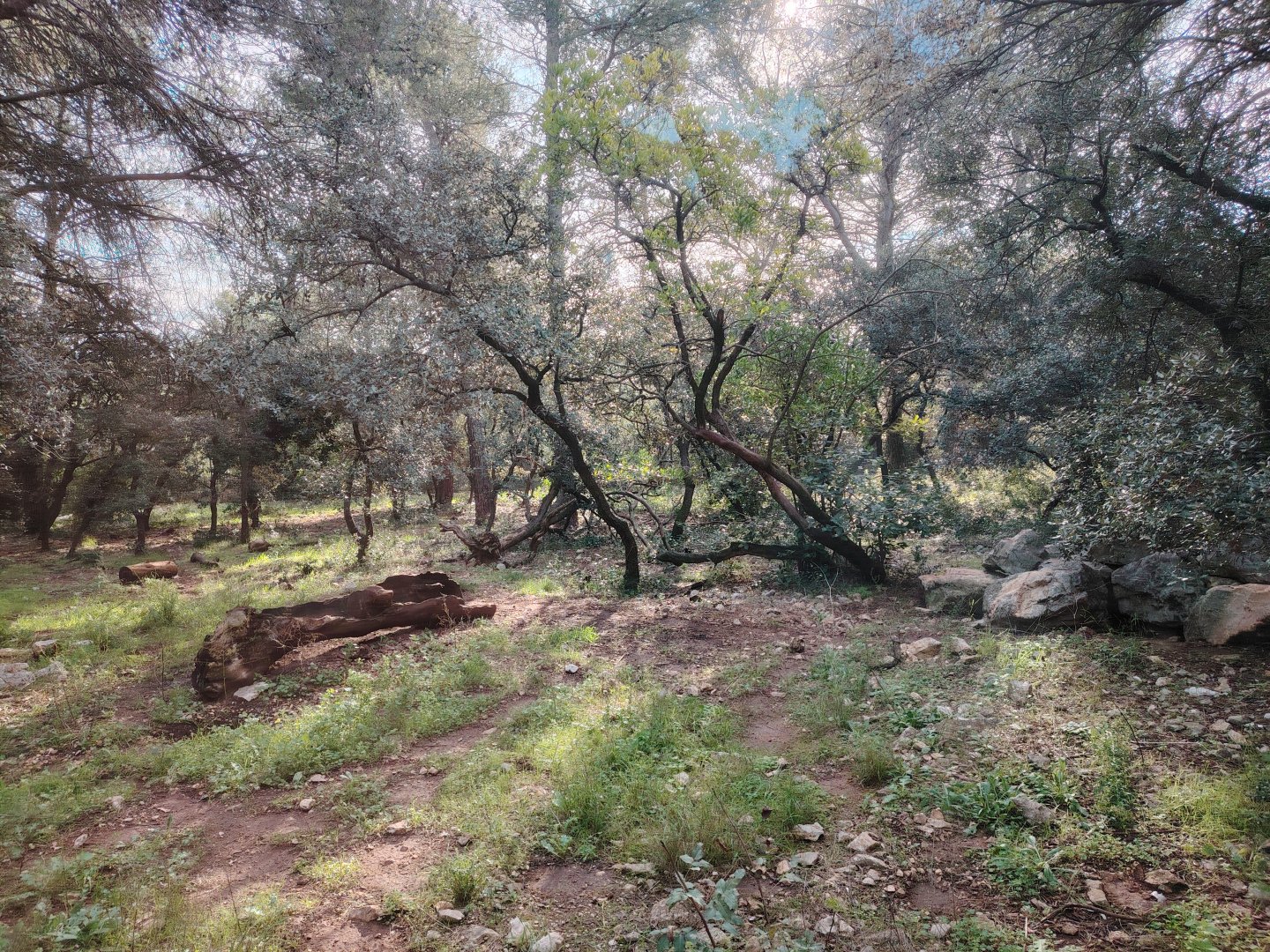 Maned Wolf (Chrysocyon brachyurus) Exhibit