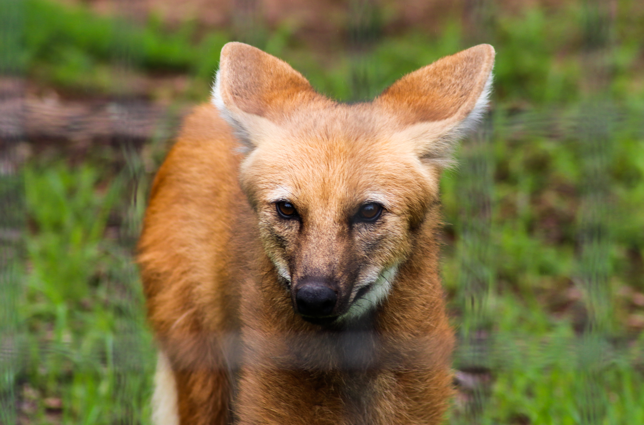 Maned Wolf (Chrysocyon brachyurus) - February 2020