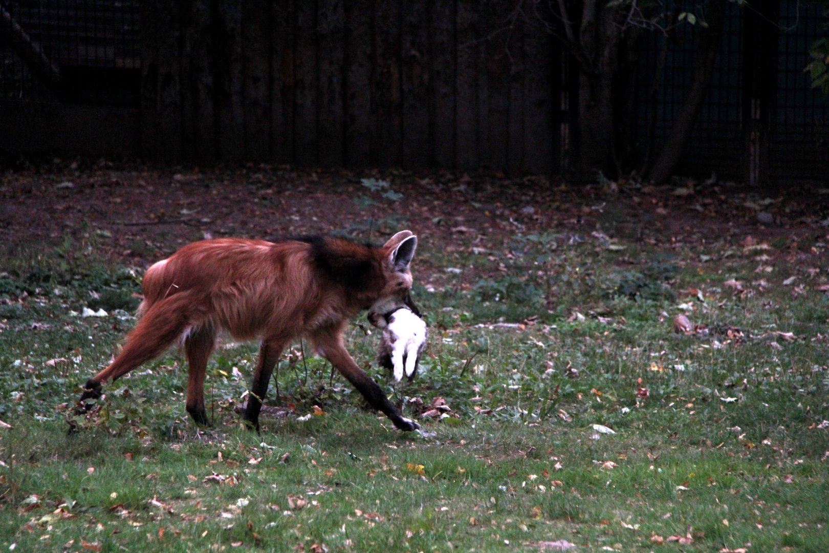 maned wolf (Chrysocyon brachyurus) feeding