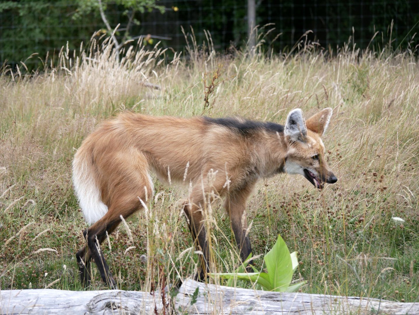 Maned wolf (Chrysocyon brachyurus) - Legendia Parc