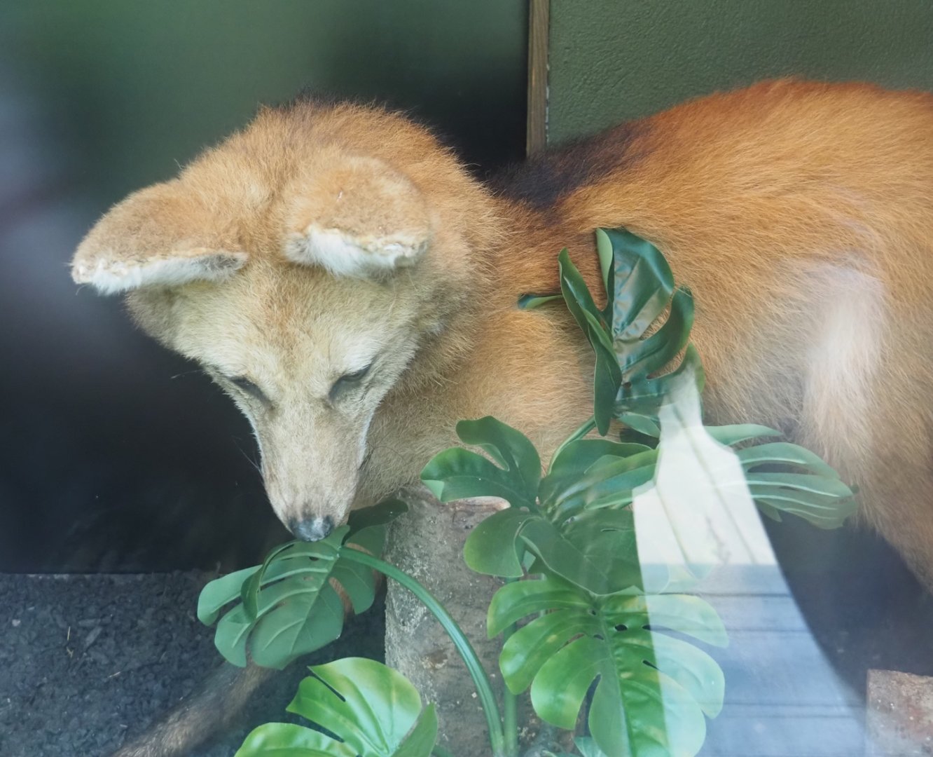 Maned wolf (Chrysocyon brachyurus) taxidermy specimen, 2024-08-21