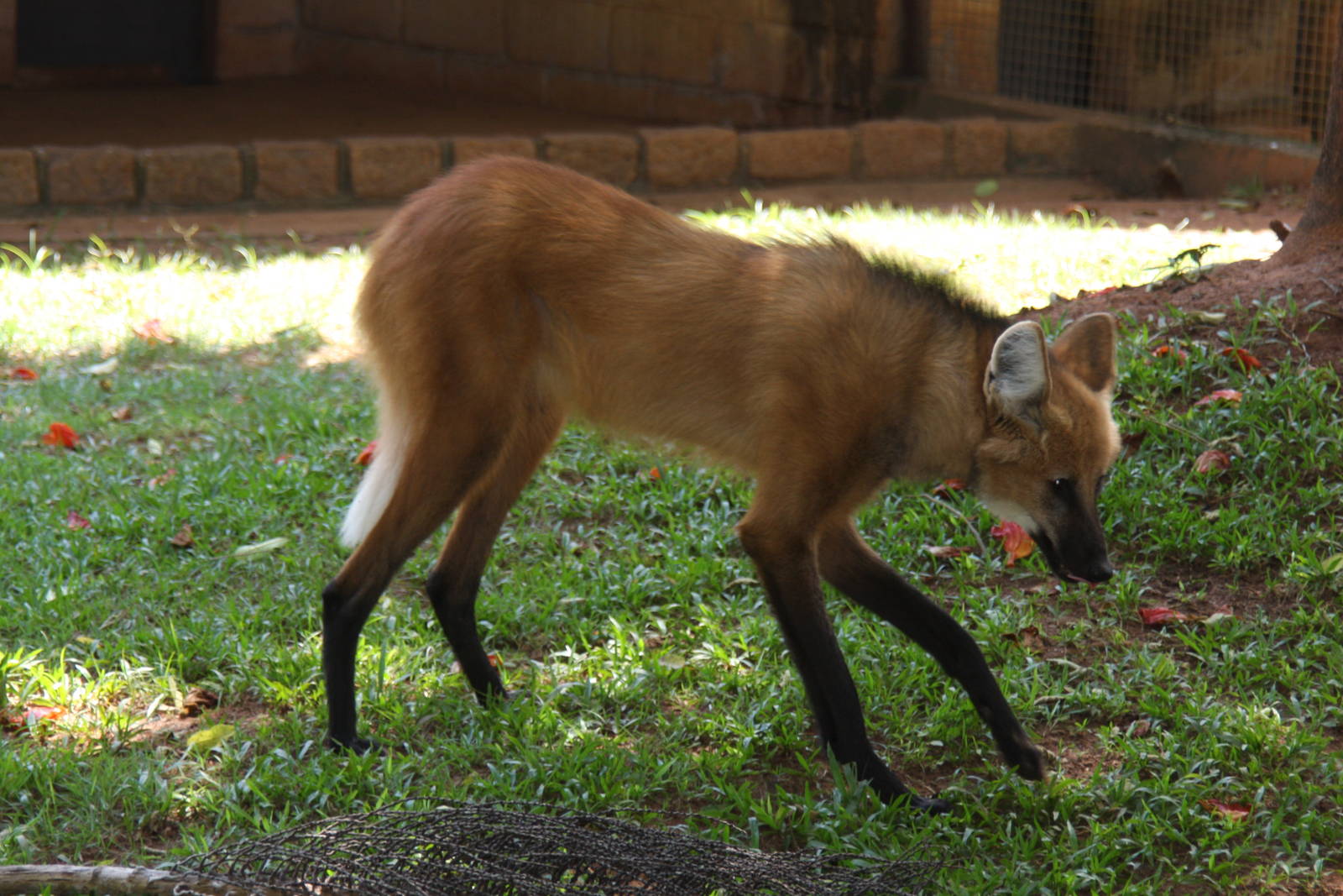 maned wolf (Chrysocyon brachyurus)