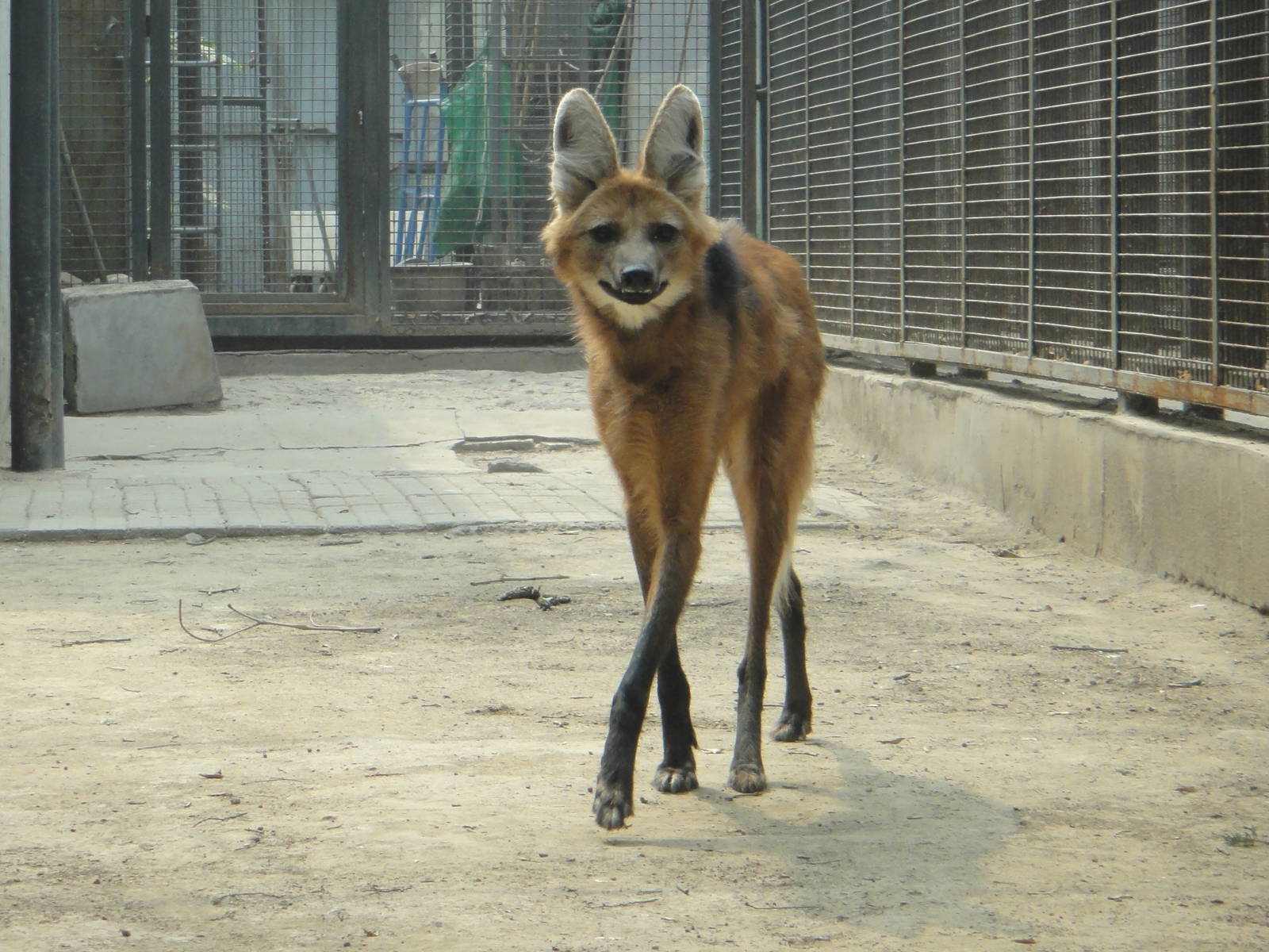 Maned wolf (Chrysocyon brachyurus)