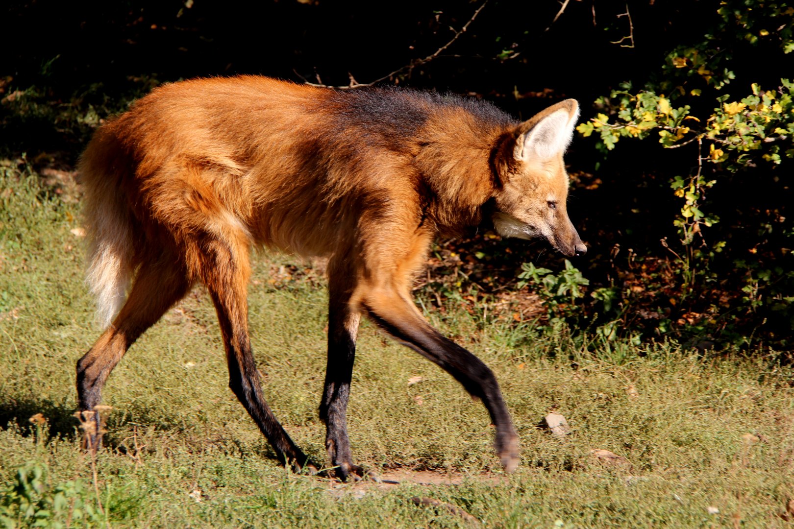 Maned wolf (Chrysocyon brachyurus)
