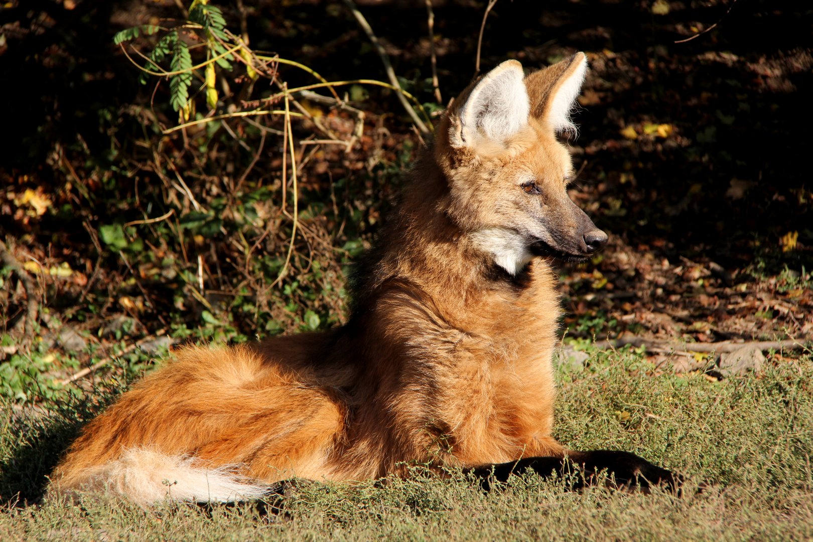 Maned wolf (Chrysocyon brachyurus)