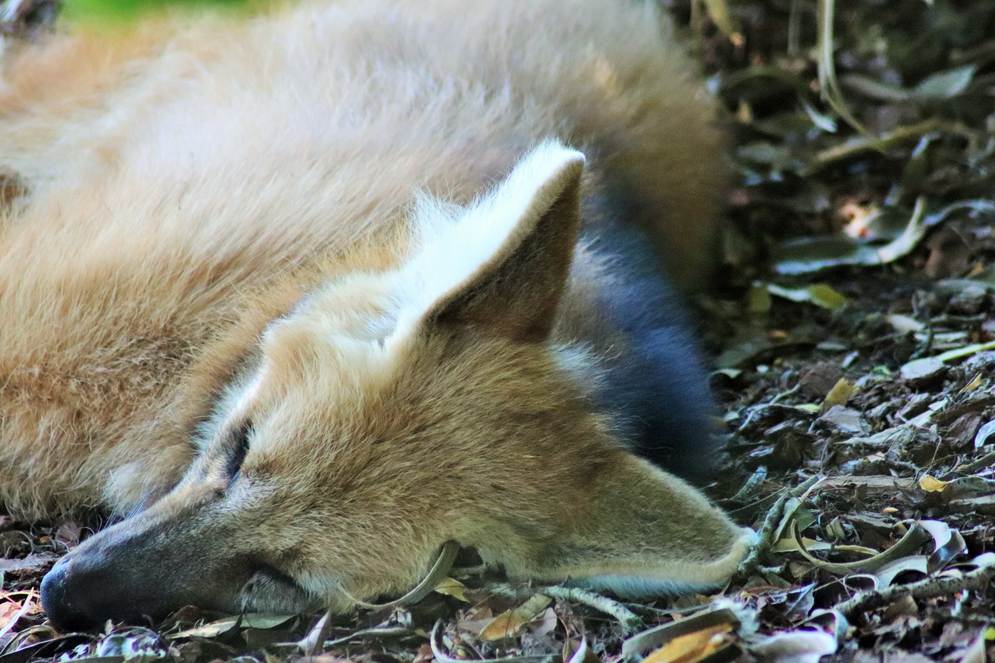 Maned Wolf (Chrysocyon brachyurus)