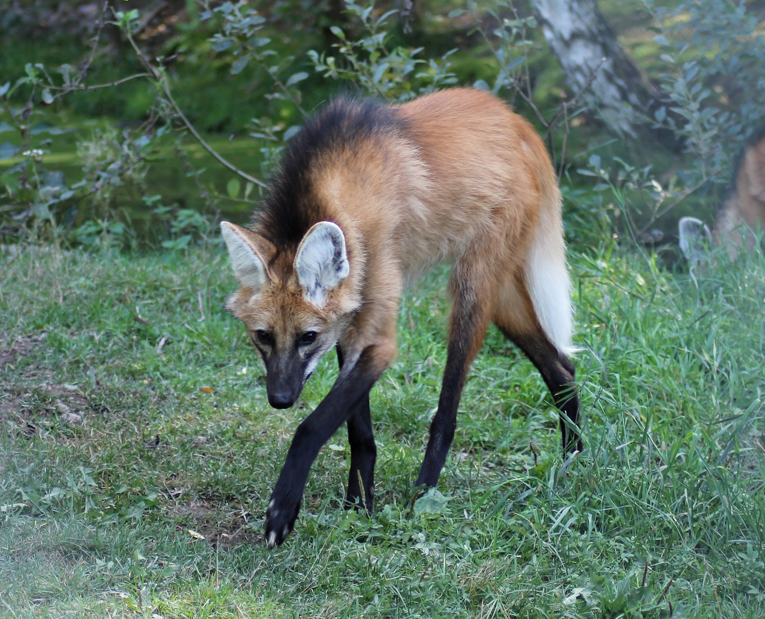 Maned wolf (Chrysocyon brachyurus)