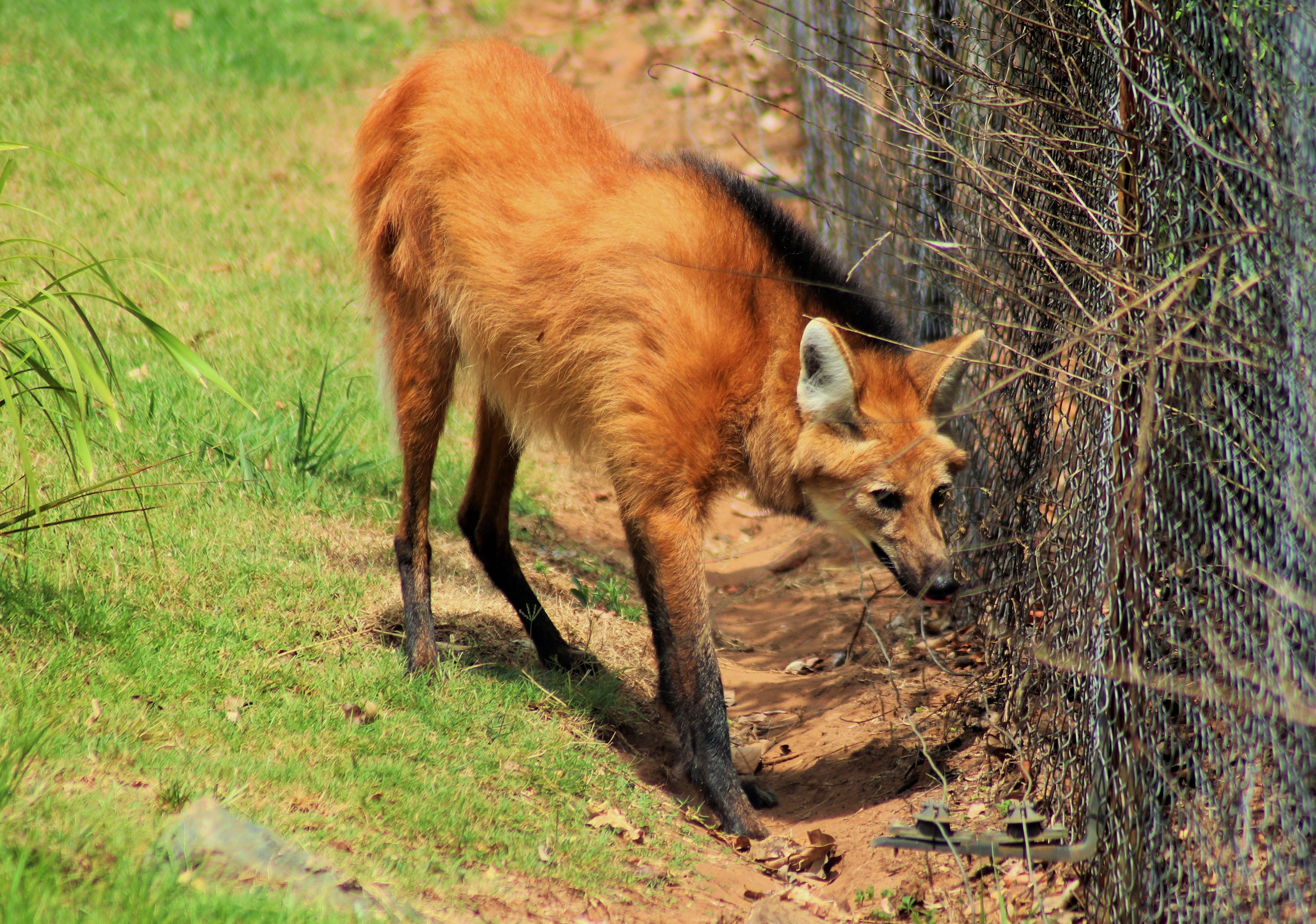 Maned Wolf (Chrysocyon brachyurus)