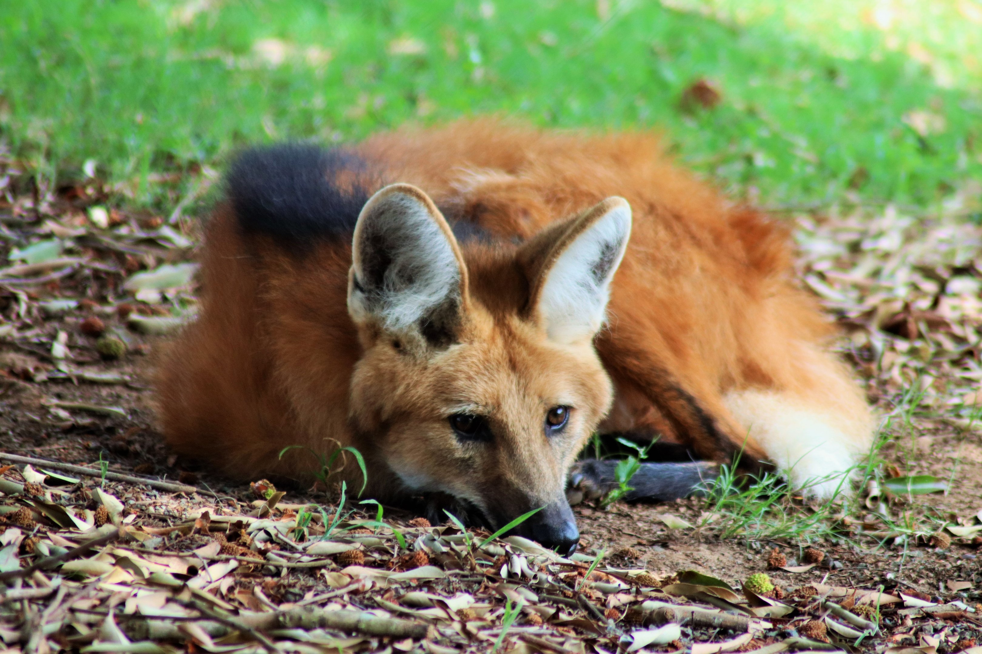 Maned Wolf (Chrysocyon brachyurus)