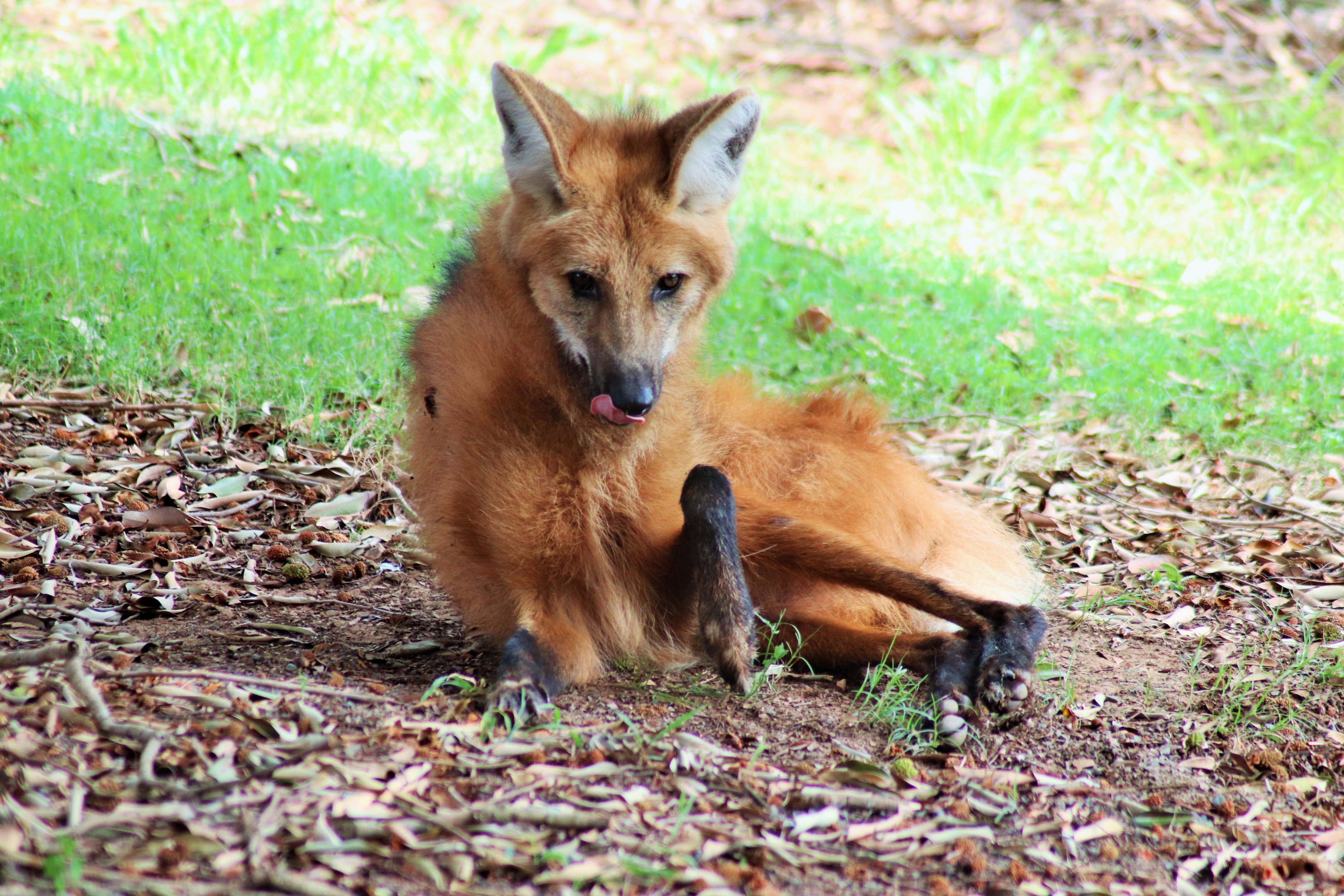 Maned Wolf (Chrysocyon brachyurus)