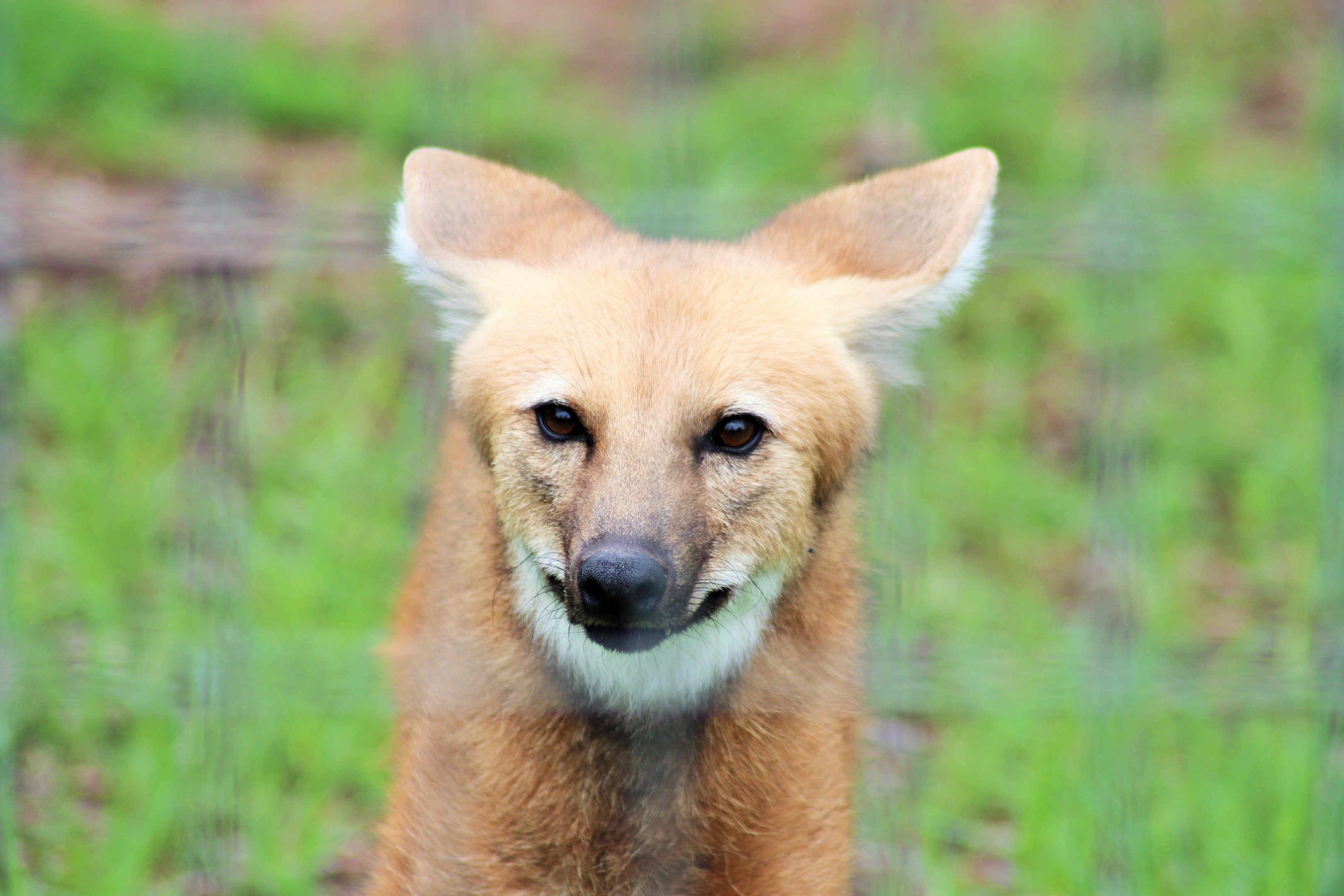 Maned Wolf (Chrysocyon brachyurus)