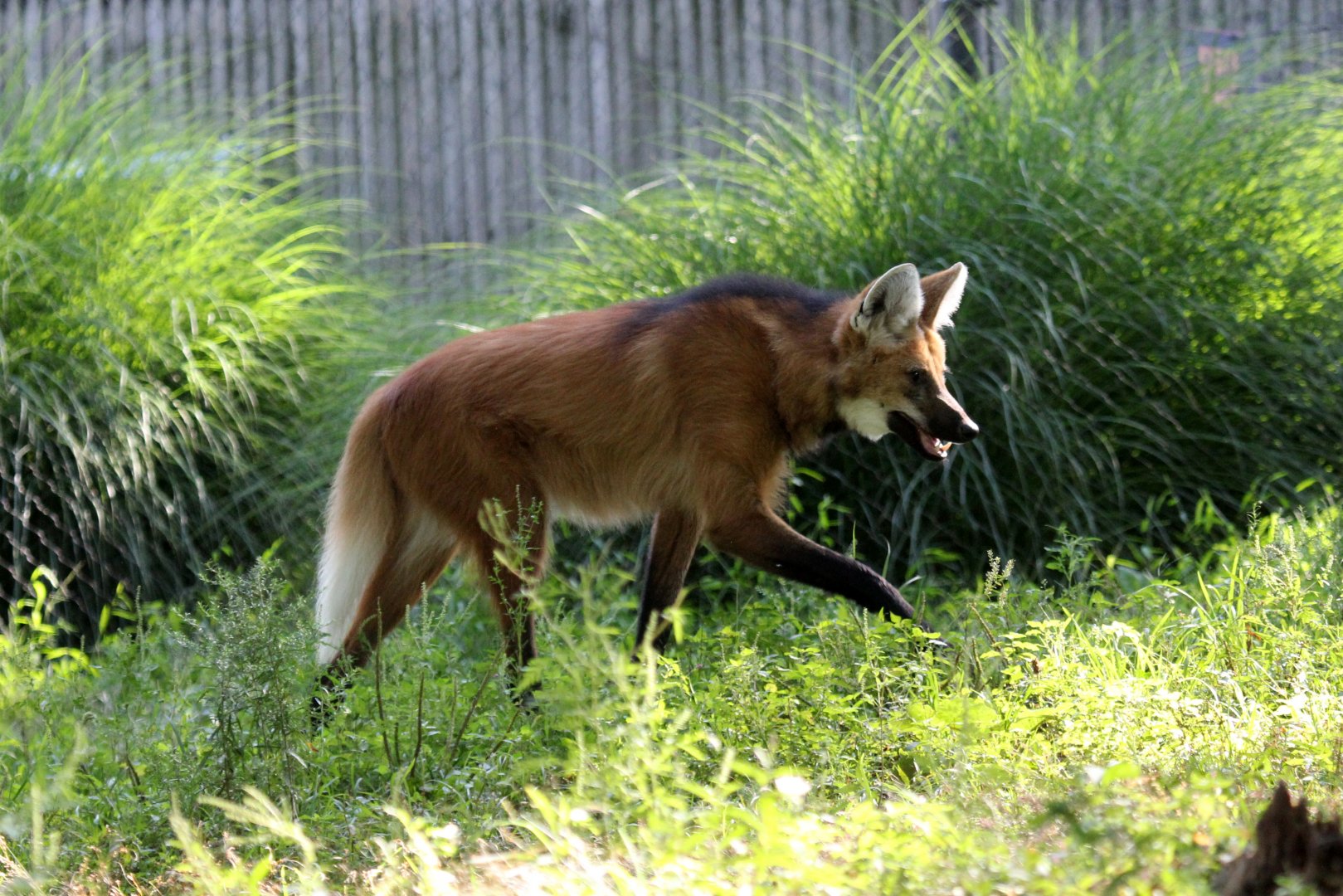maned wolf (Chrysocyon brachyurus)