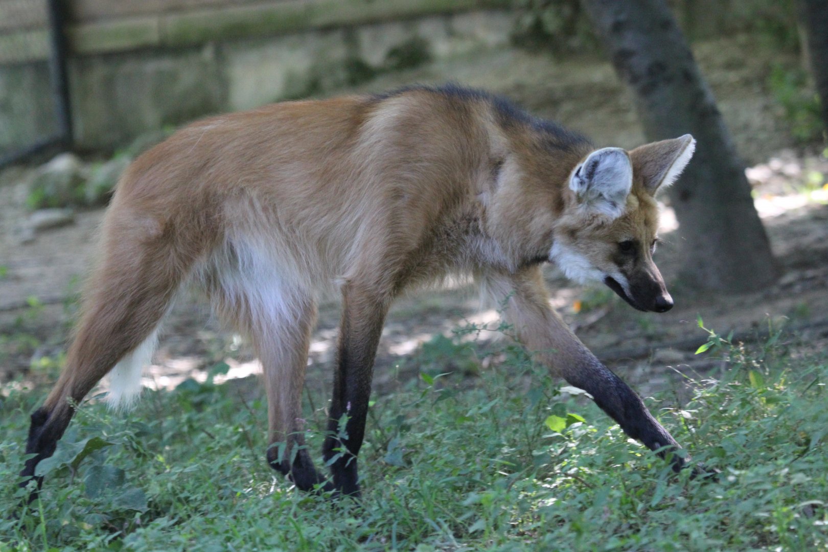 maned wolf (Chrysocyon brachyurus)