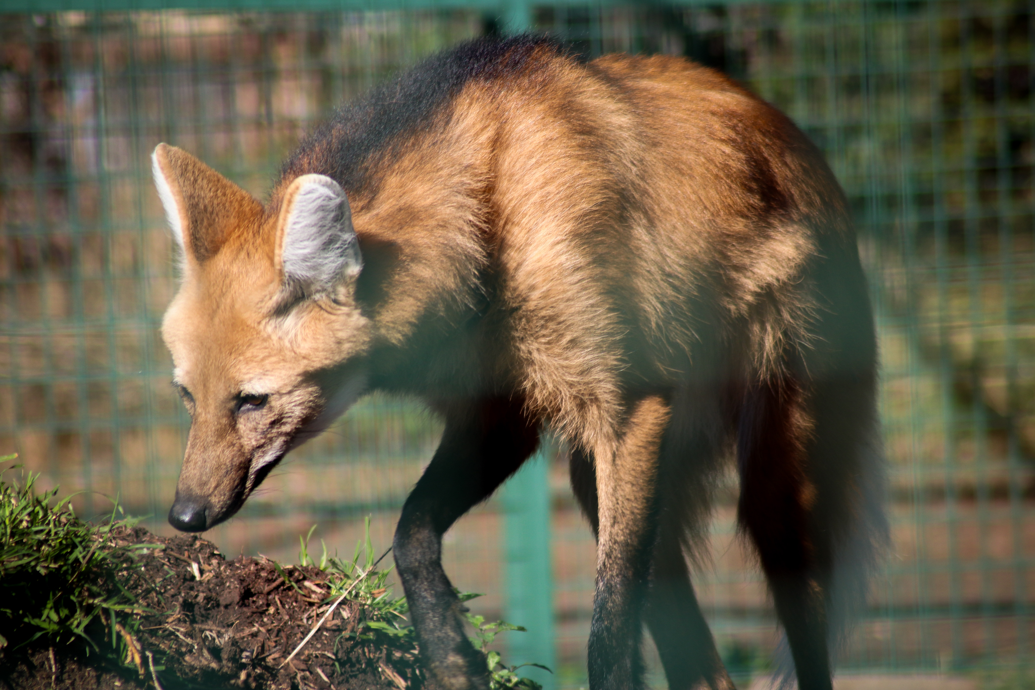 Maned Wolf (Chrysocyon brachyurus)