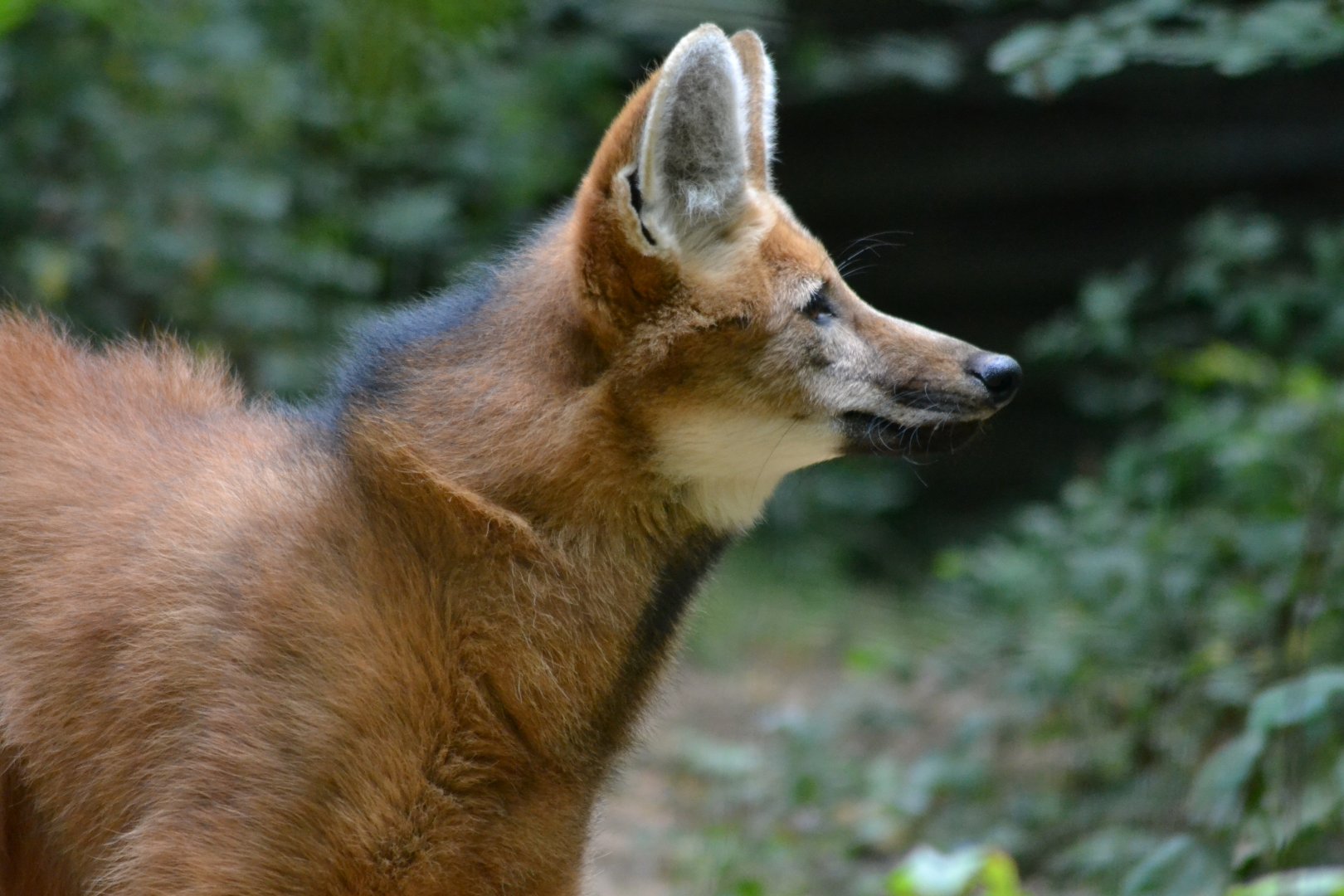 Maned wolf - Chrysocyon brachyurus