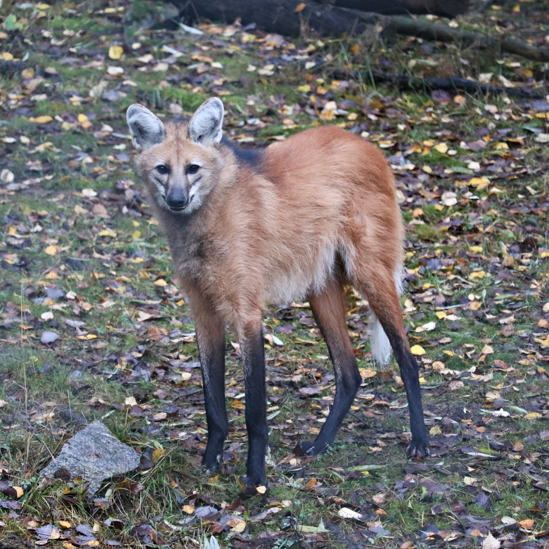 Maned wolf (Chrysocyon brachyurus)