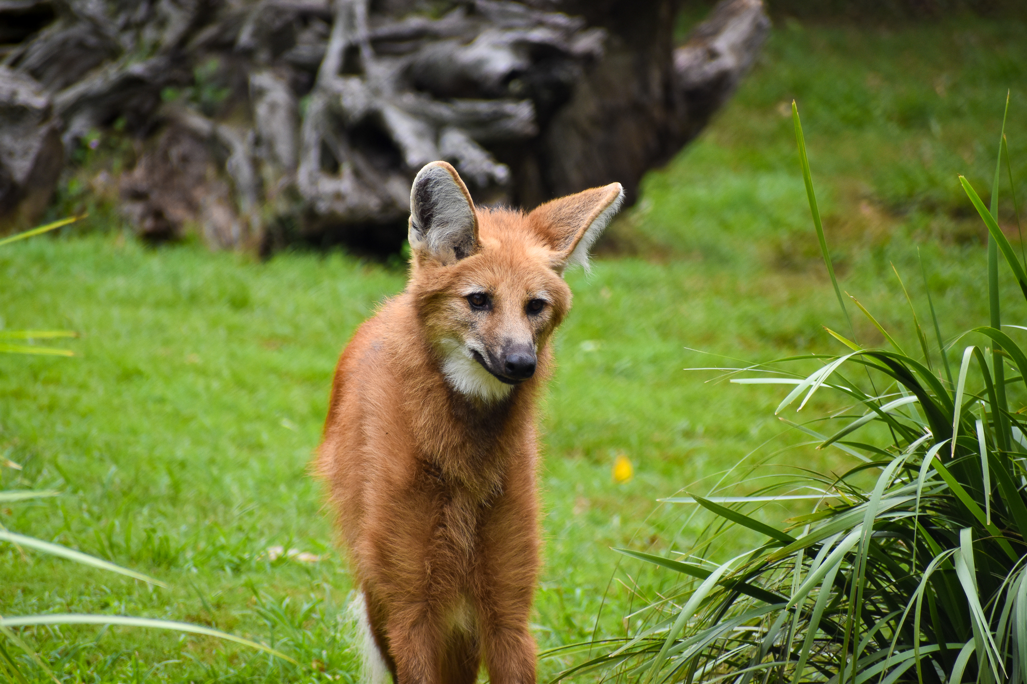 Maned Wolf (Chrysocyon brachyurus)