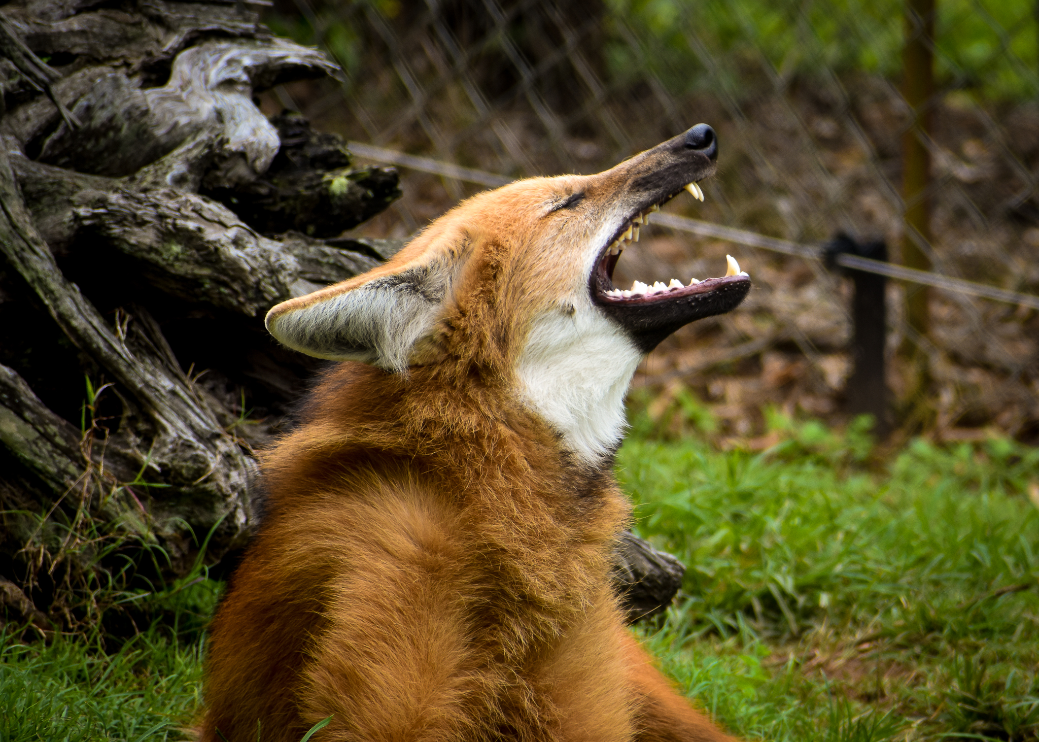 Maned Wolf (Chrysocyon brachyurus)