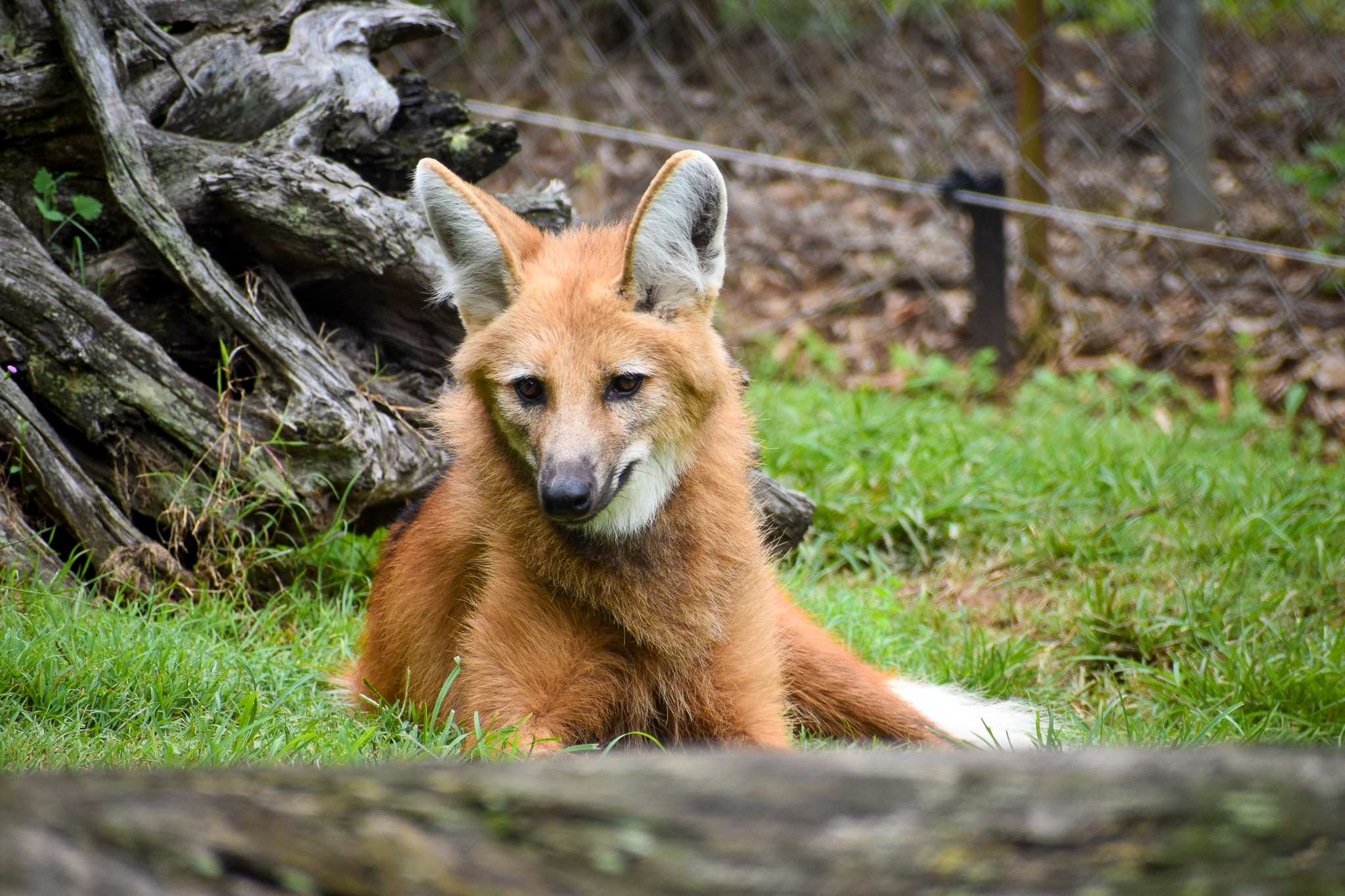 Maned Wolf (Chrysocyon brachyurus)