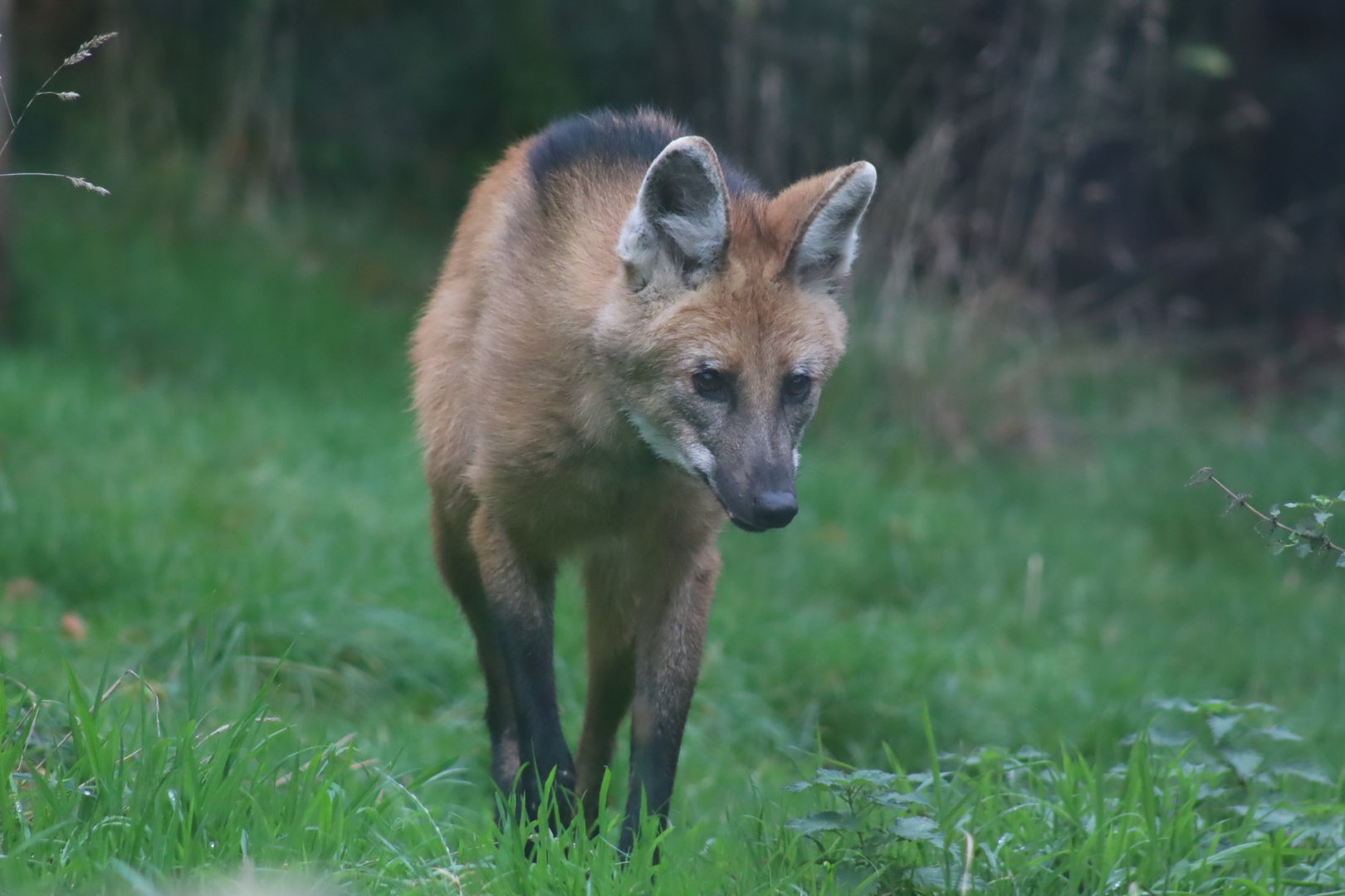 Maned Wolf (Chrysocyon brachyurus)