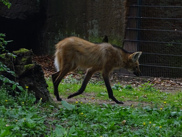 Maned wolf (Chrysocyon brachyurus)