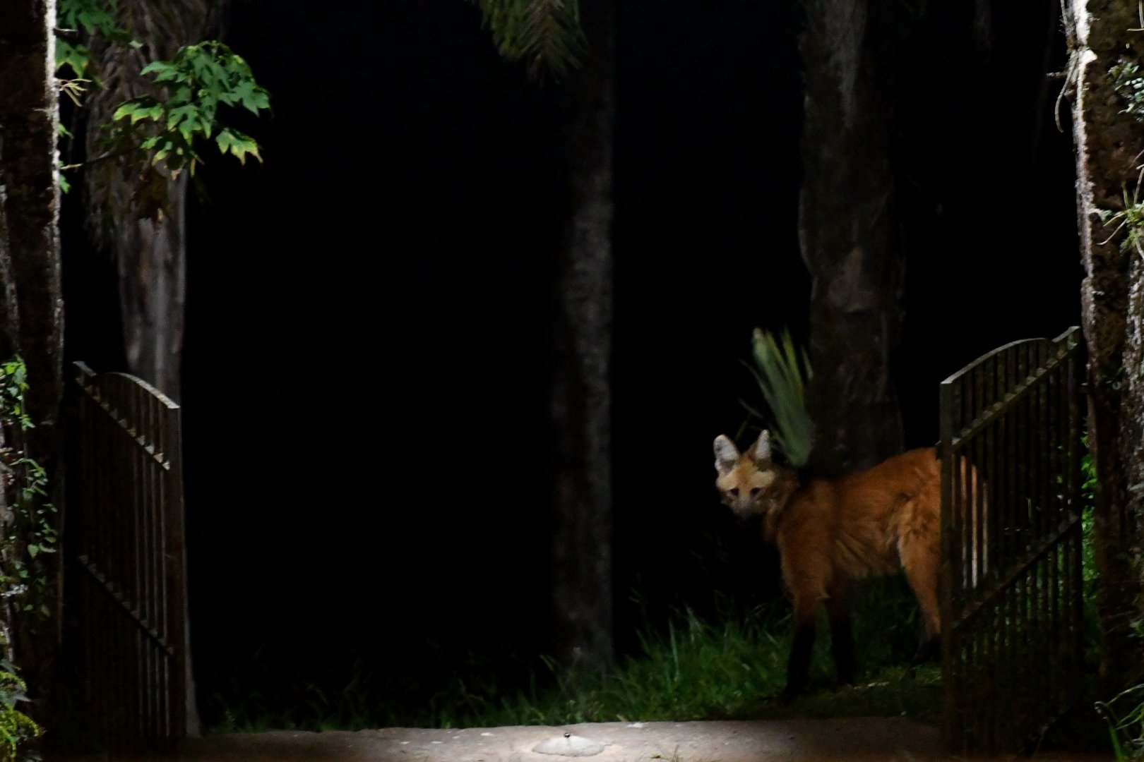Maned wolf Chrysocyon brachyurus