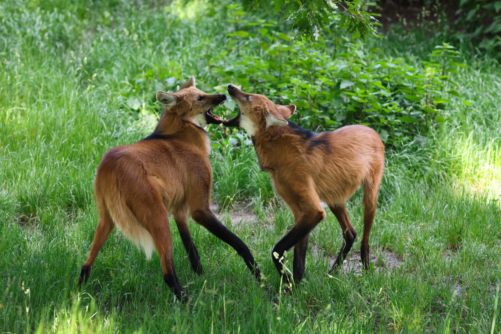 Maned Wolf (Chrysocyon brachyurus)