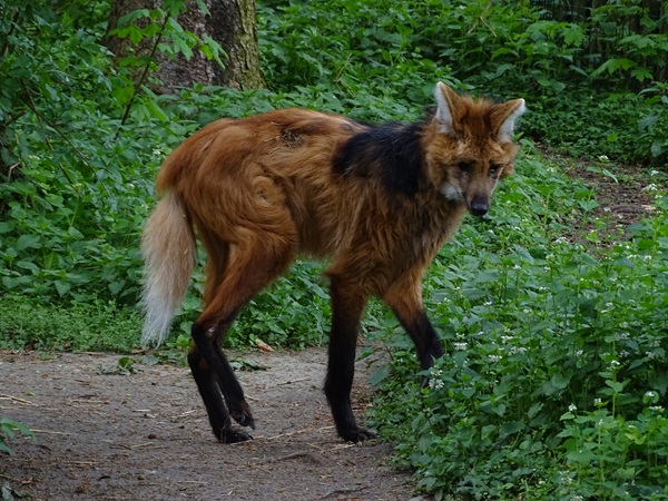 Maned wolf (Chrysocyon brachyurus)