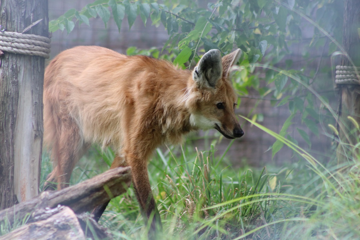 Maned Wolf (Chrysocyon brachyurus)