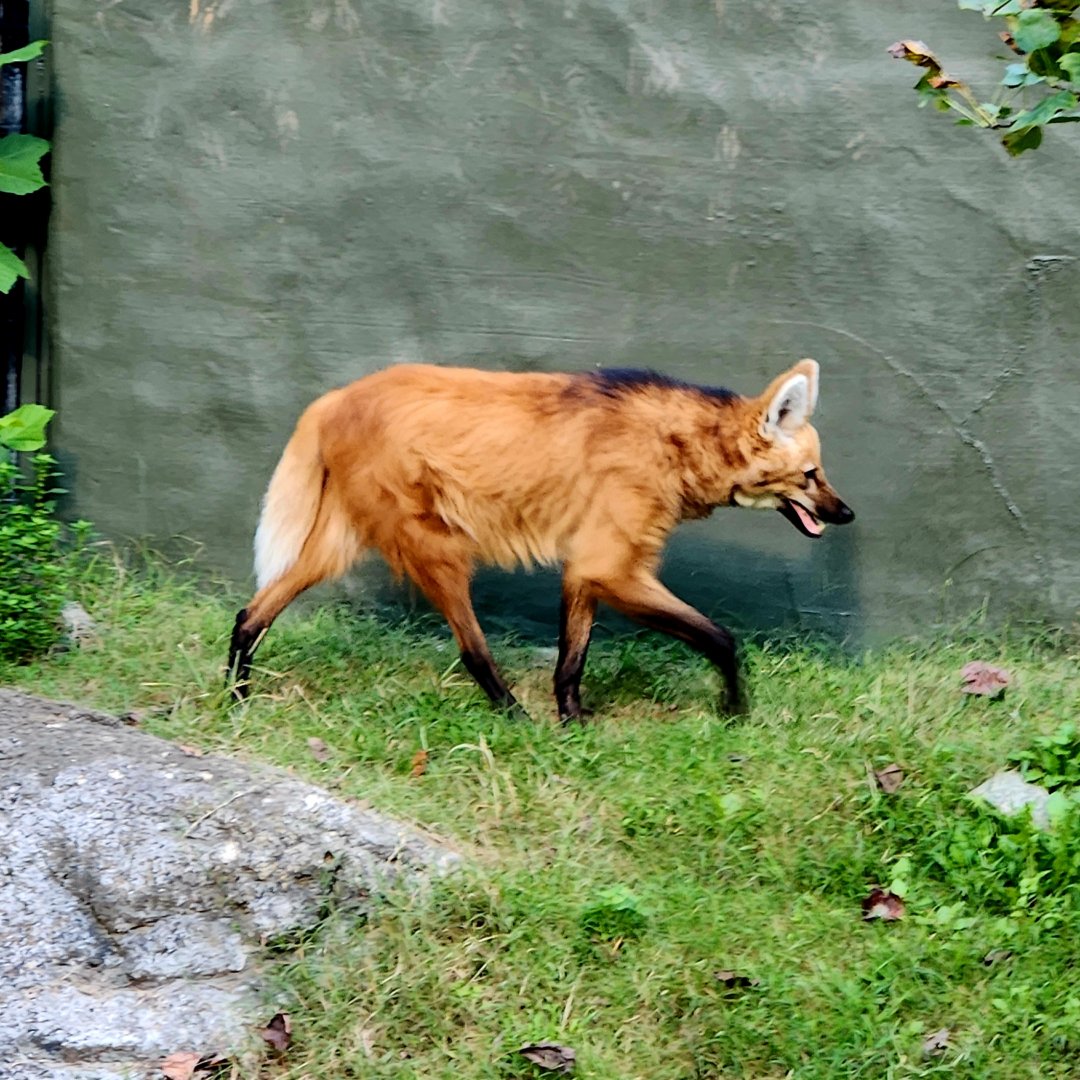 Maned Wolf (Chrysocyon brachyurus)