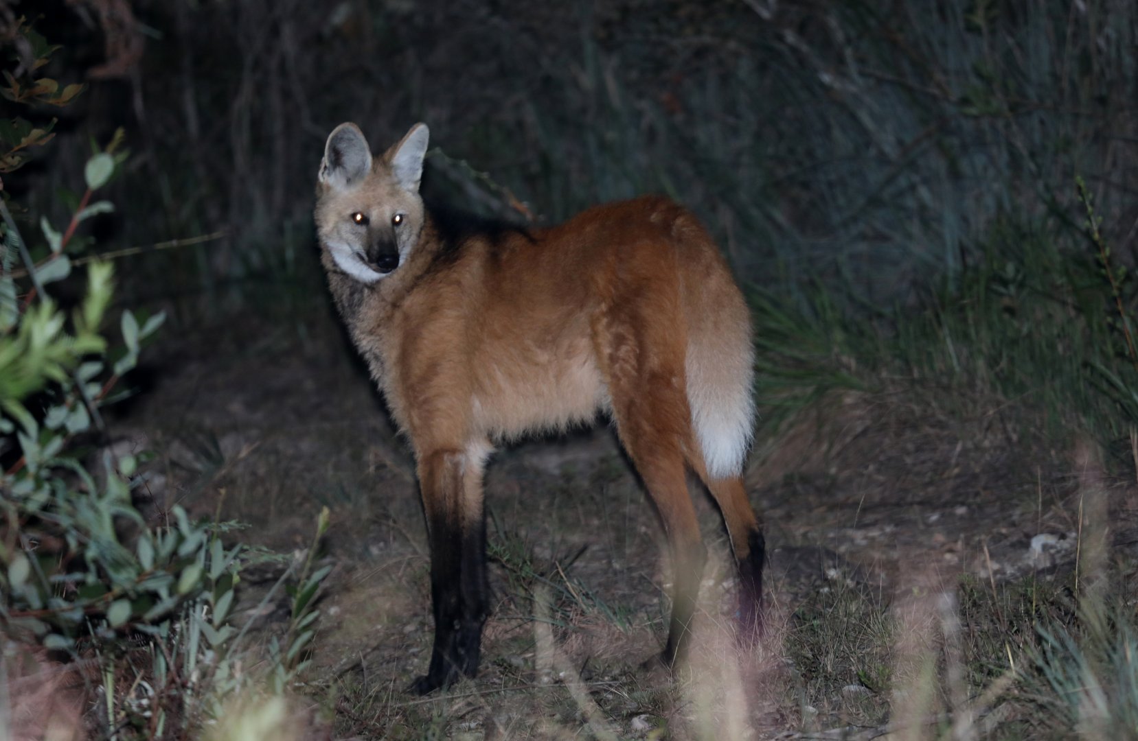 maned wolf (Chrysocyon brachyurus)