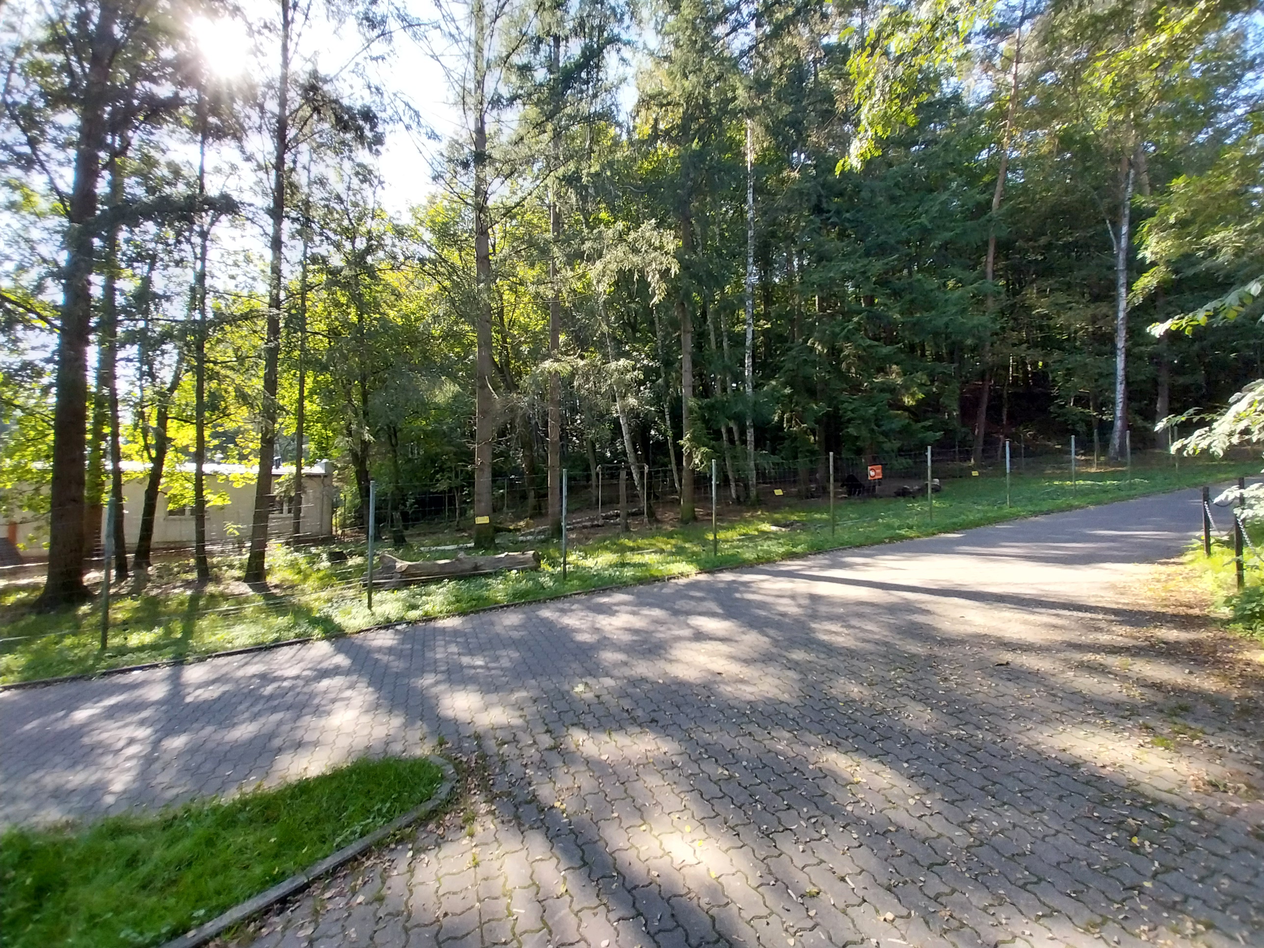 Maned Wolf (Chrysocyon brachyurus)