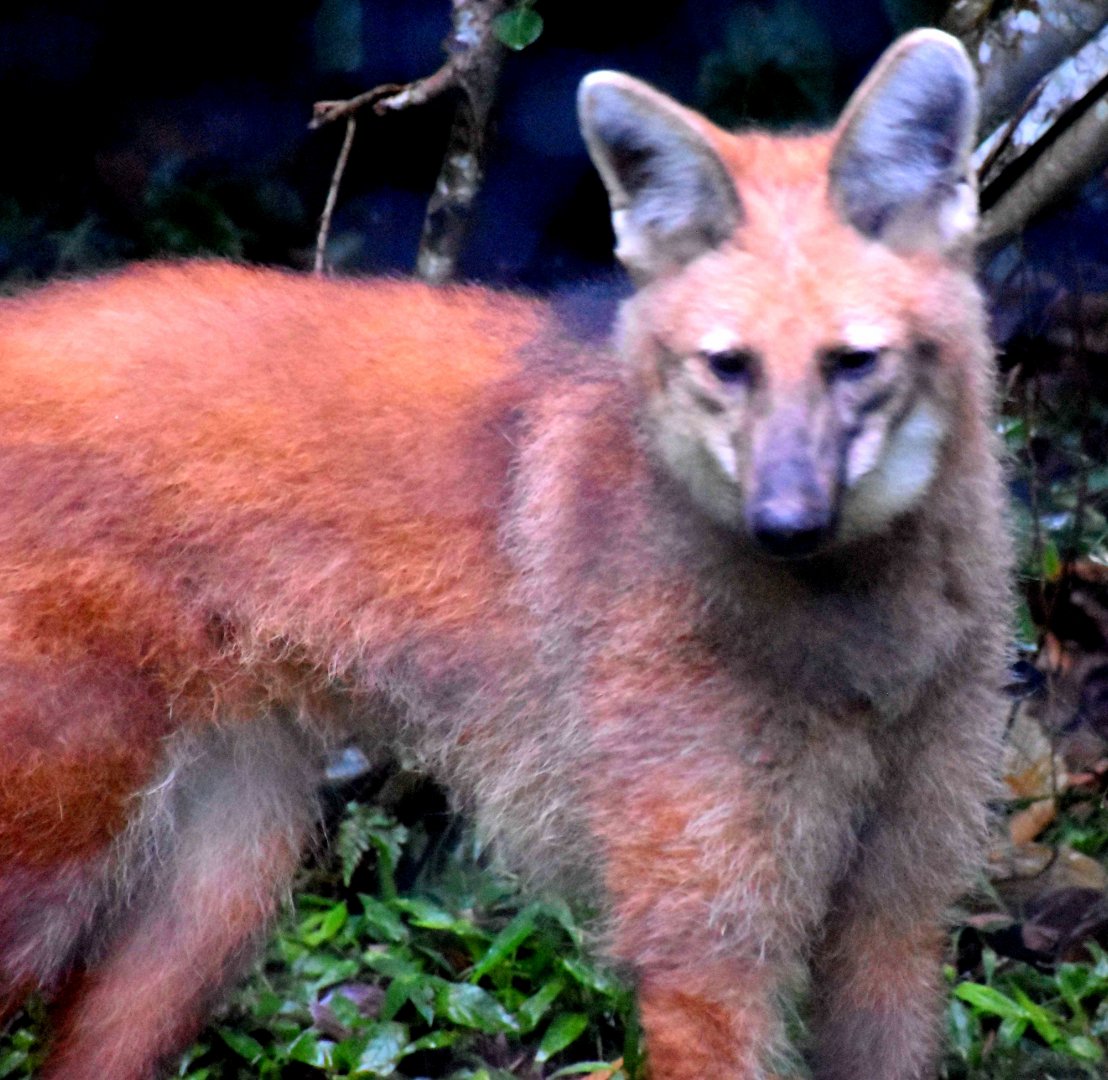 Maned Wolf (Chrysocyon brachyurus)