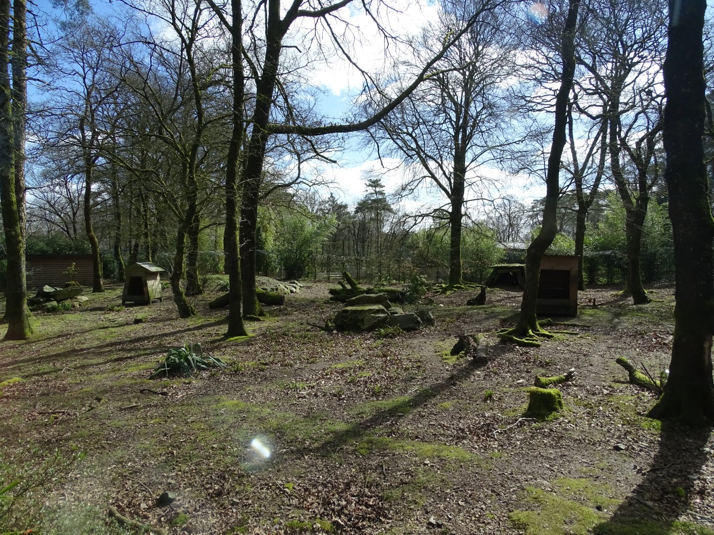 Maned wolf (Chrysocyon brachyurus)