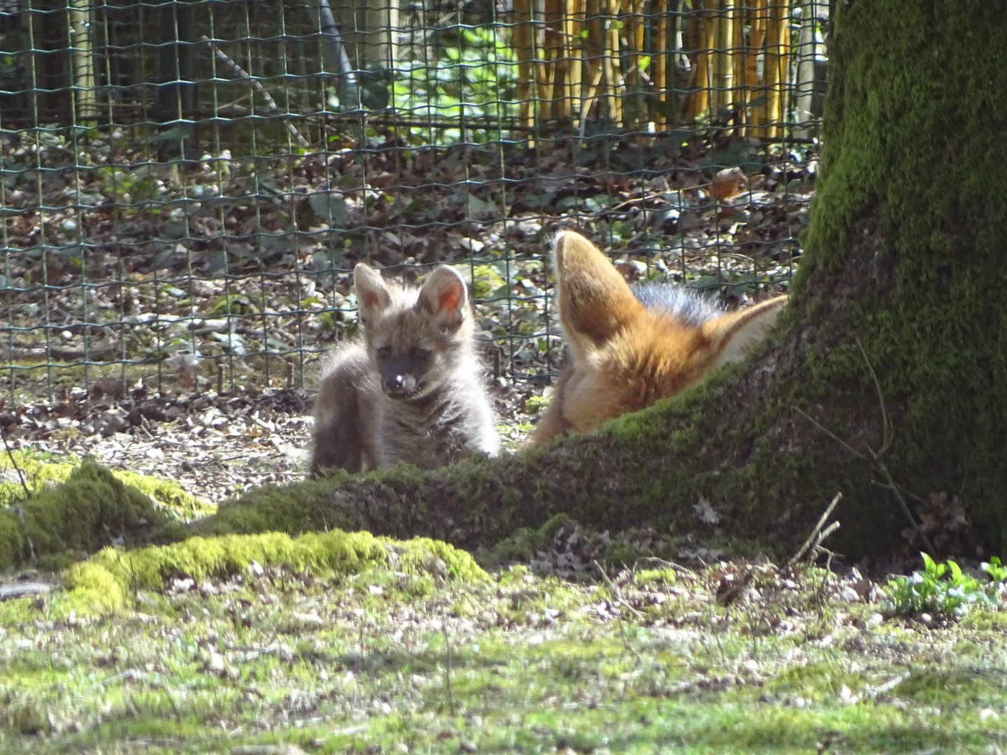 Maned wolf (Chrysocyon brachyurus)