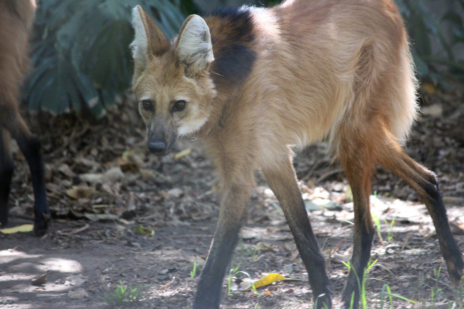 Maned wolf (Chrysocyon brachyurus)