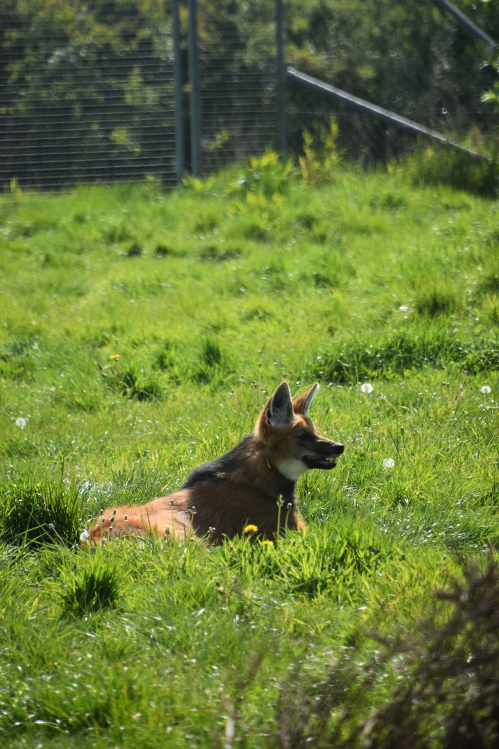 Maned wolf, Chrysocyon brachyurus