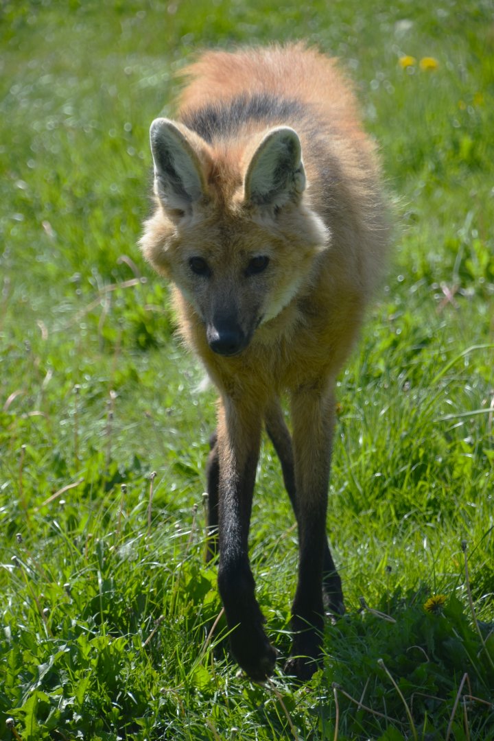 Maned wolf, Chrysocyon brachyurus