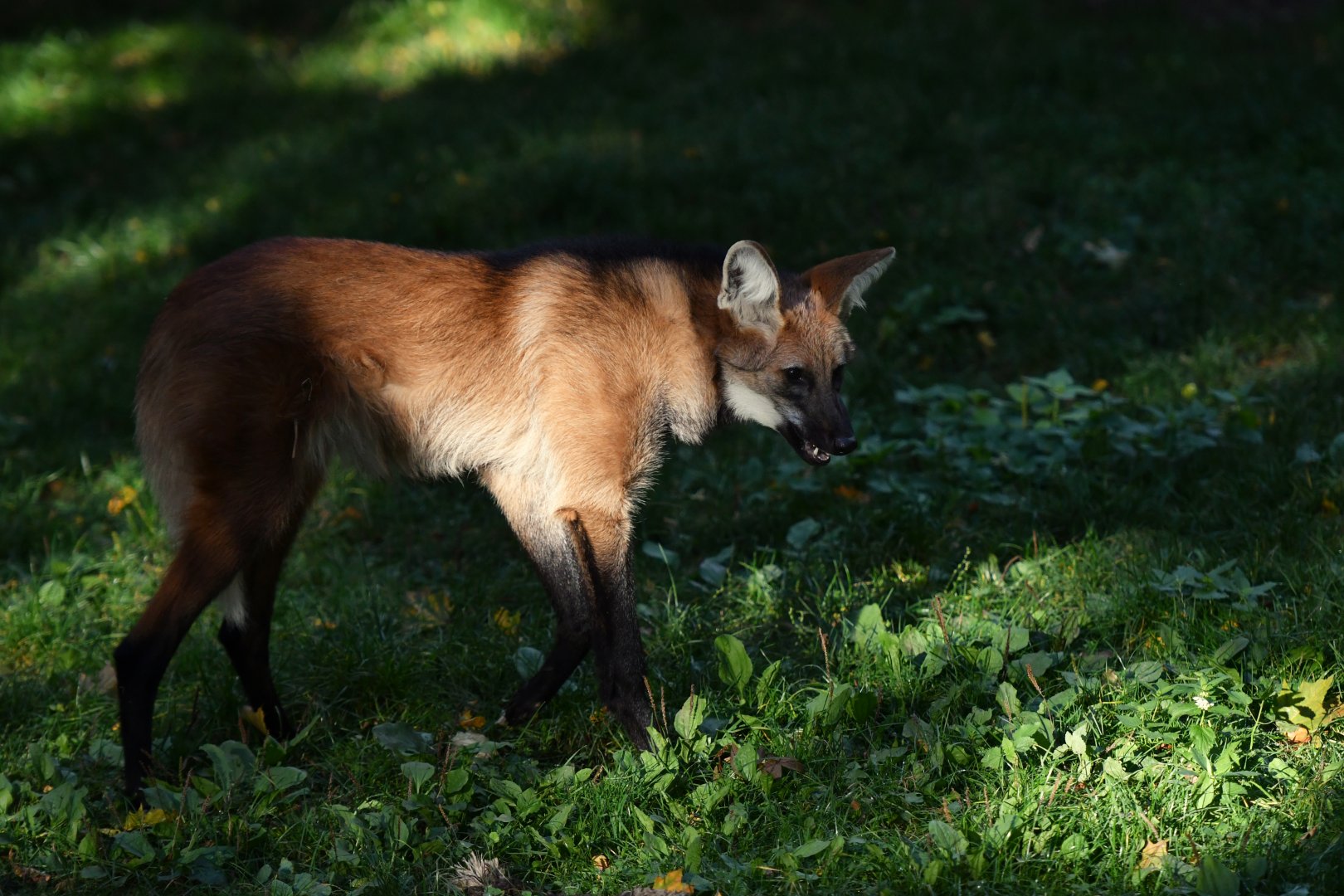 Maned wolf (Chrysocyon brachyurus)