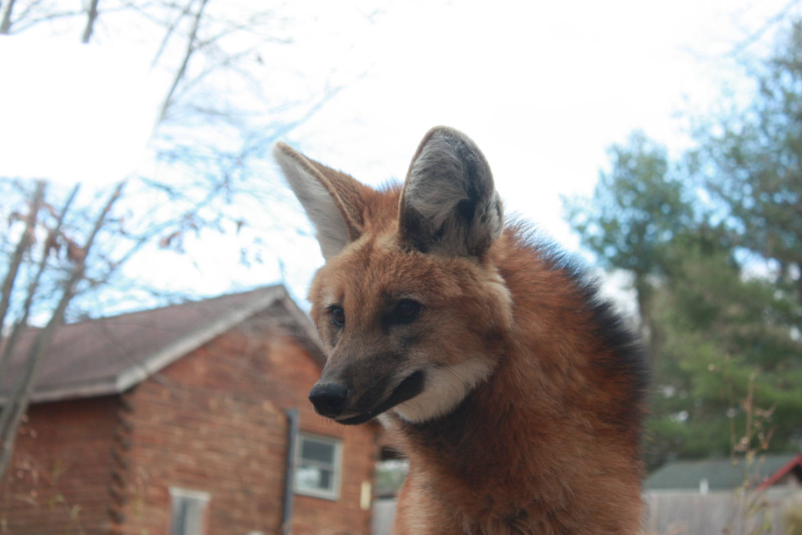 Maned Wolf Close-Up