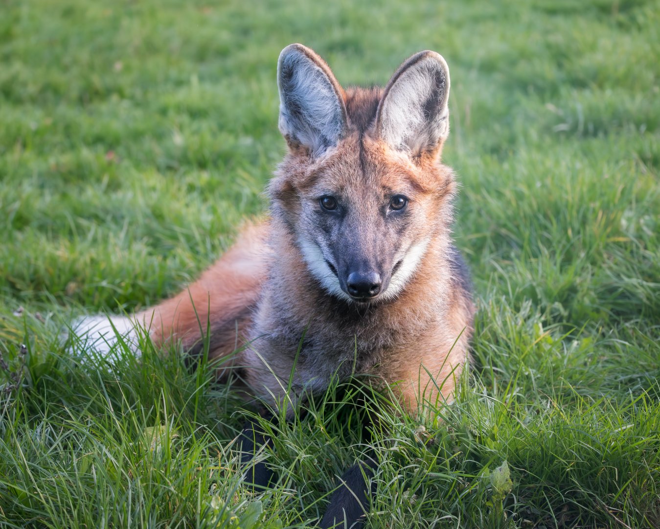 Maned Wolf 'cub' (Boone) / Hamerton / 13-11-24
