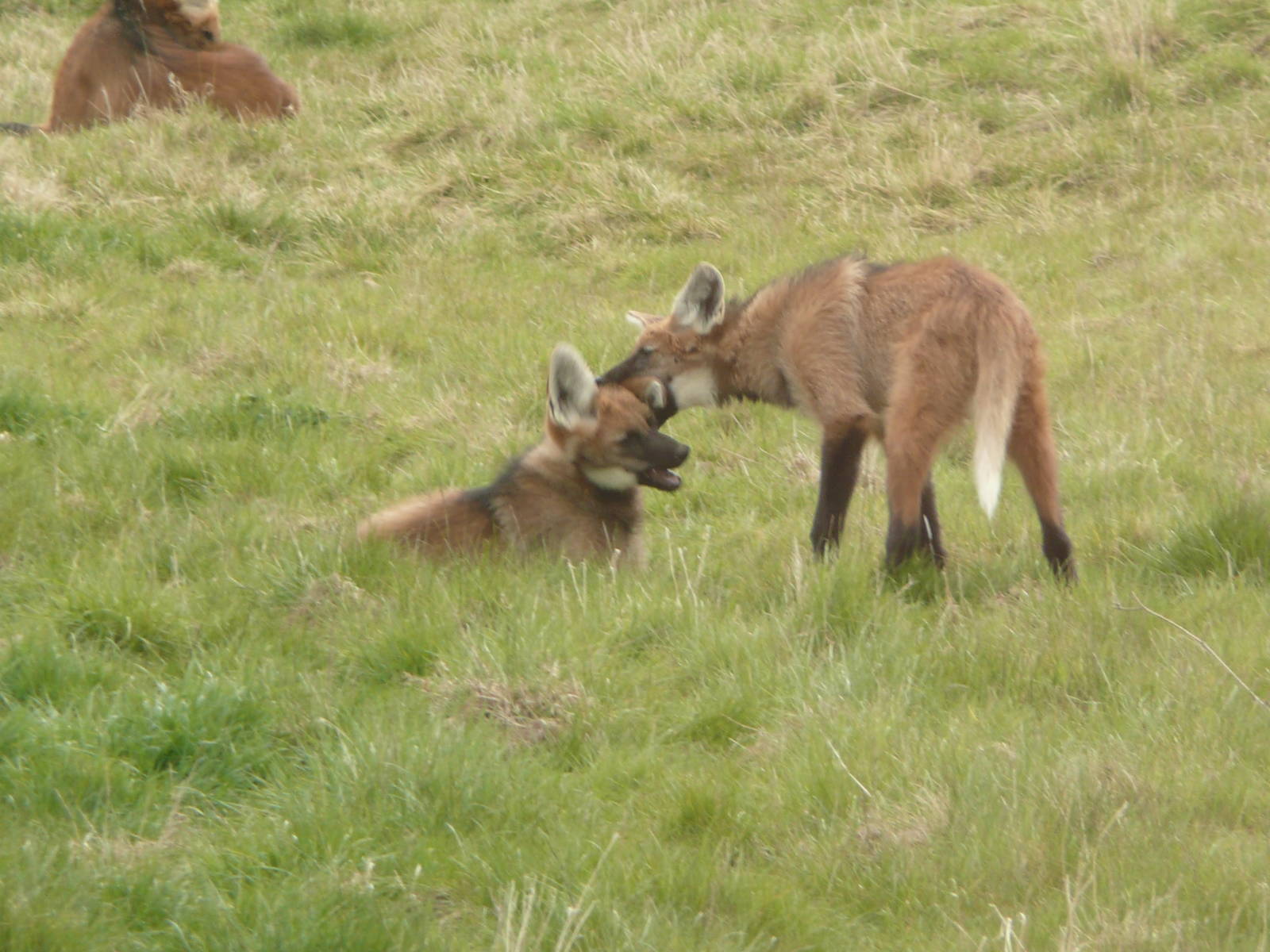 Maned wolf cubs