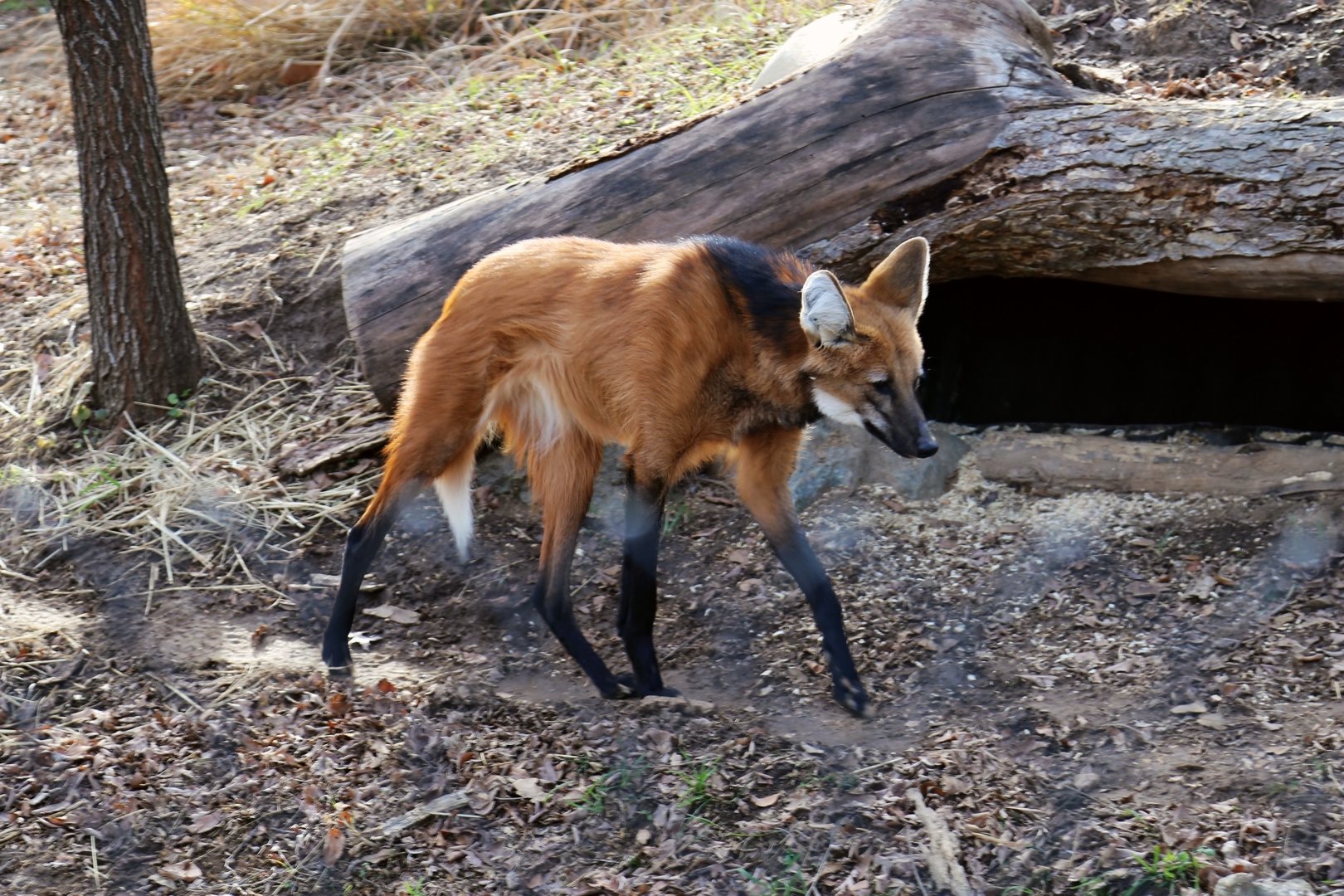 Maned Wolf, December 2016
