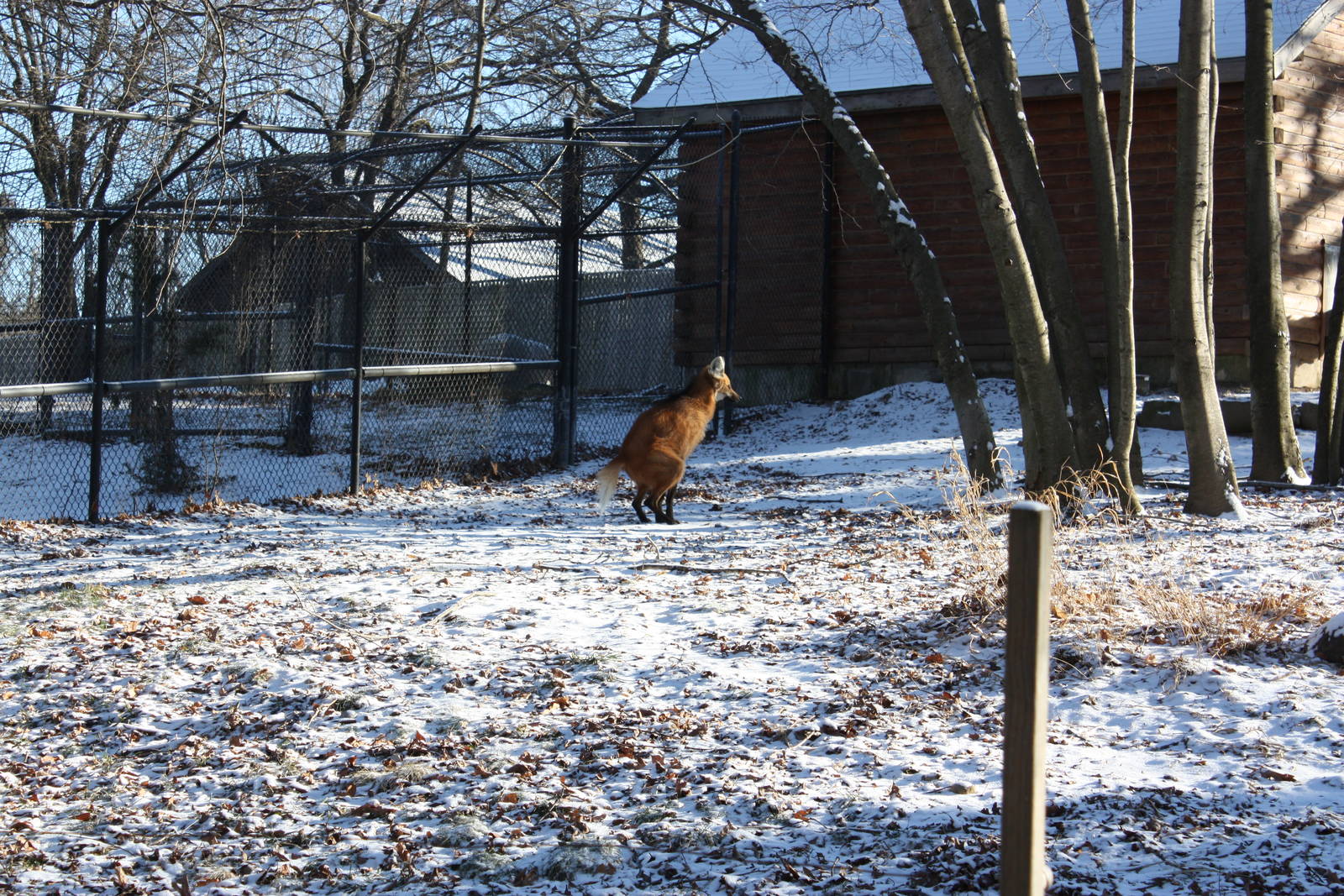 Maned Wolf Doing Her Business