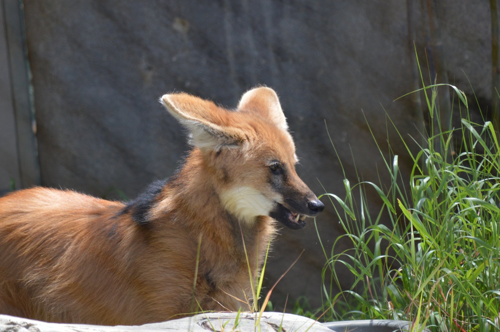 Maned Wolf (eating grass)